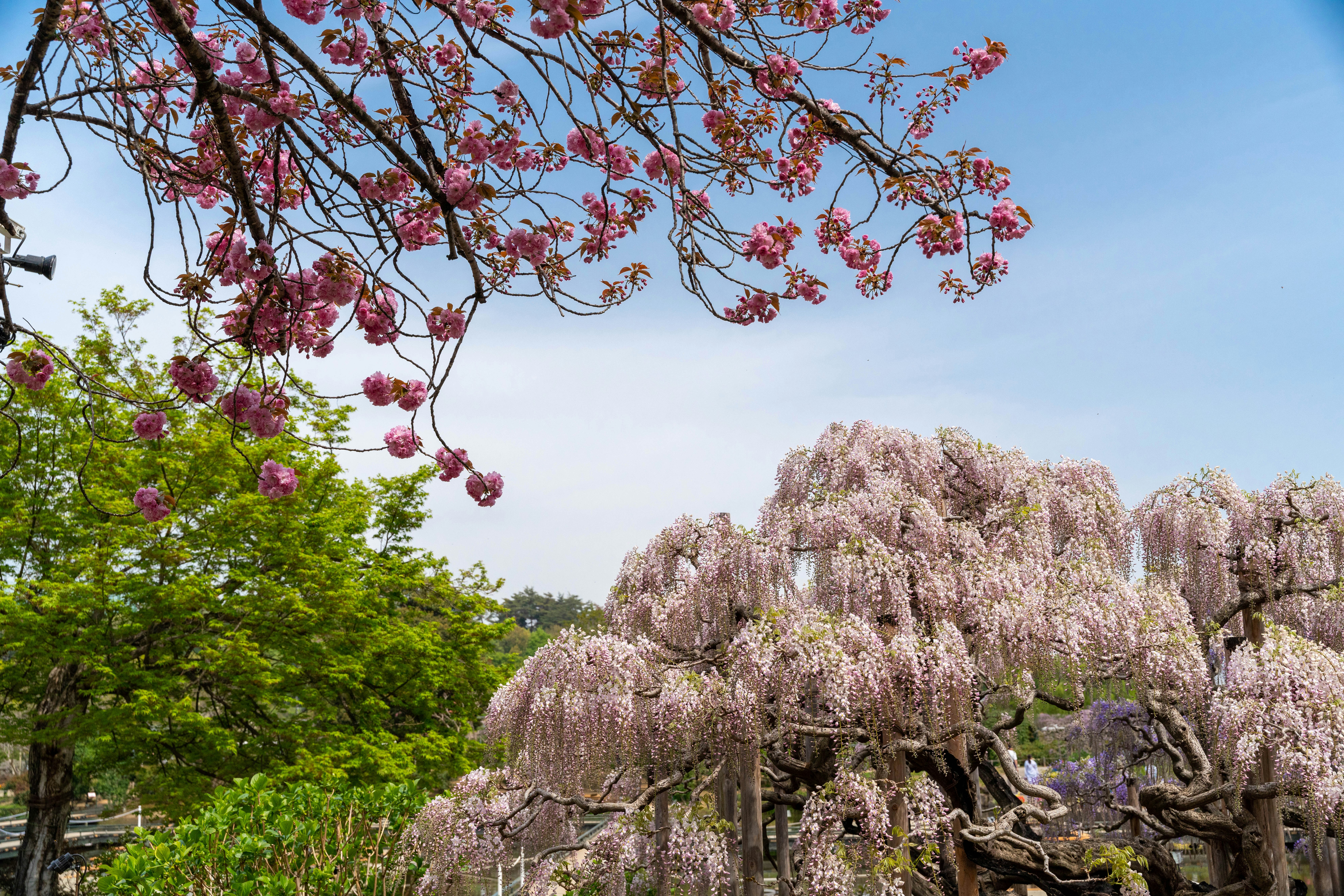 桜の花が咲く並木と新緑の庭園