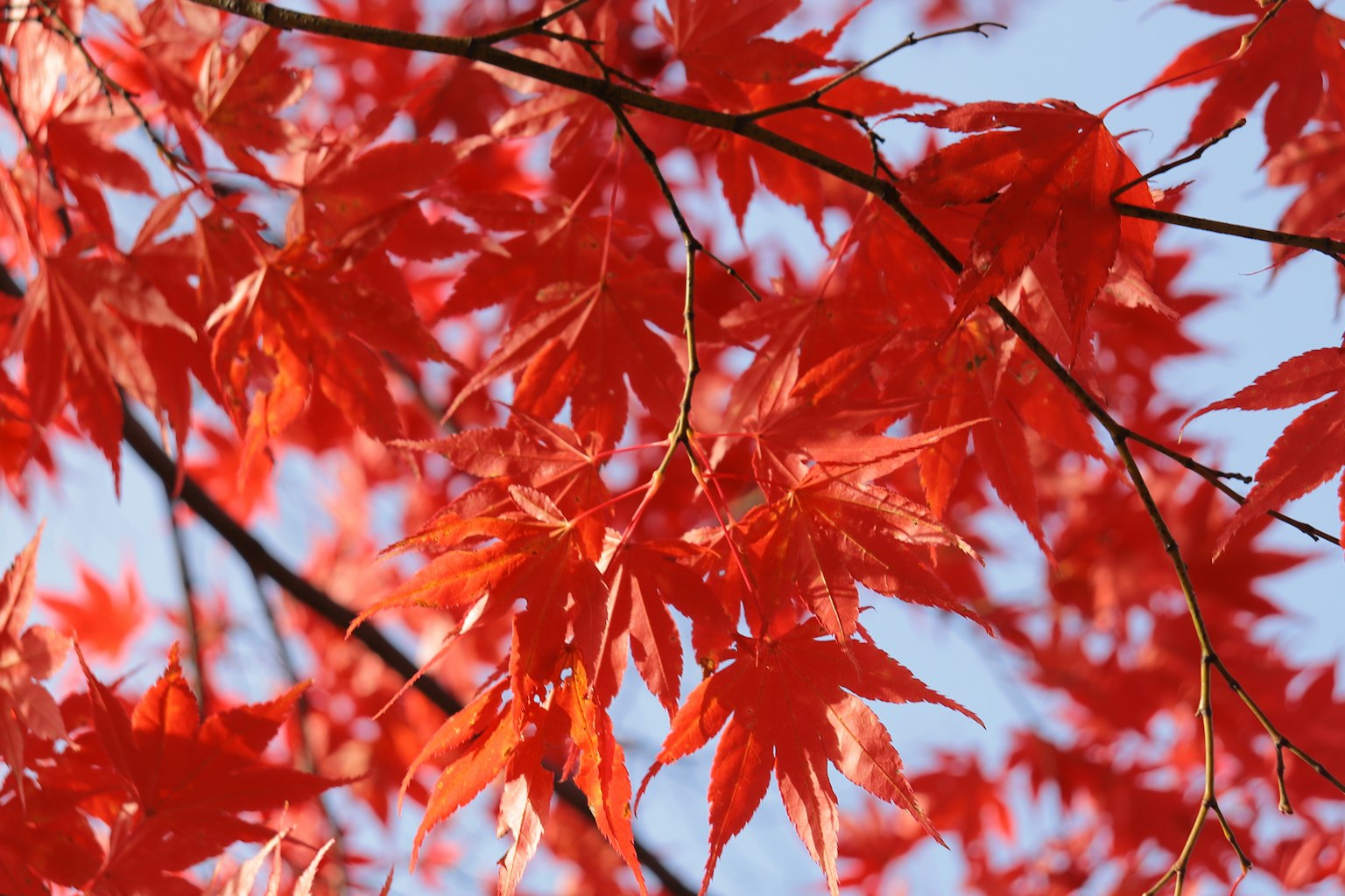 Lebendige rote Ahornblätter vor einem klaren blauen Himmel