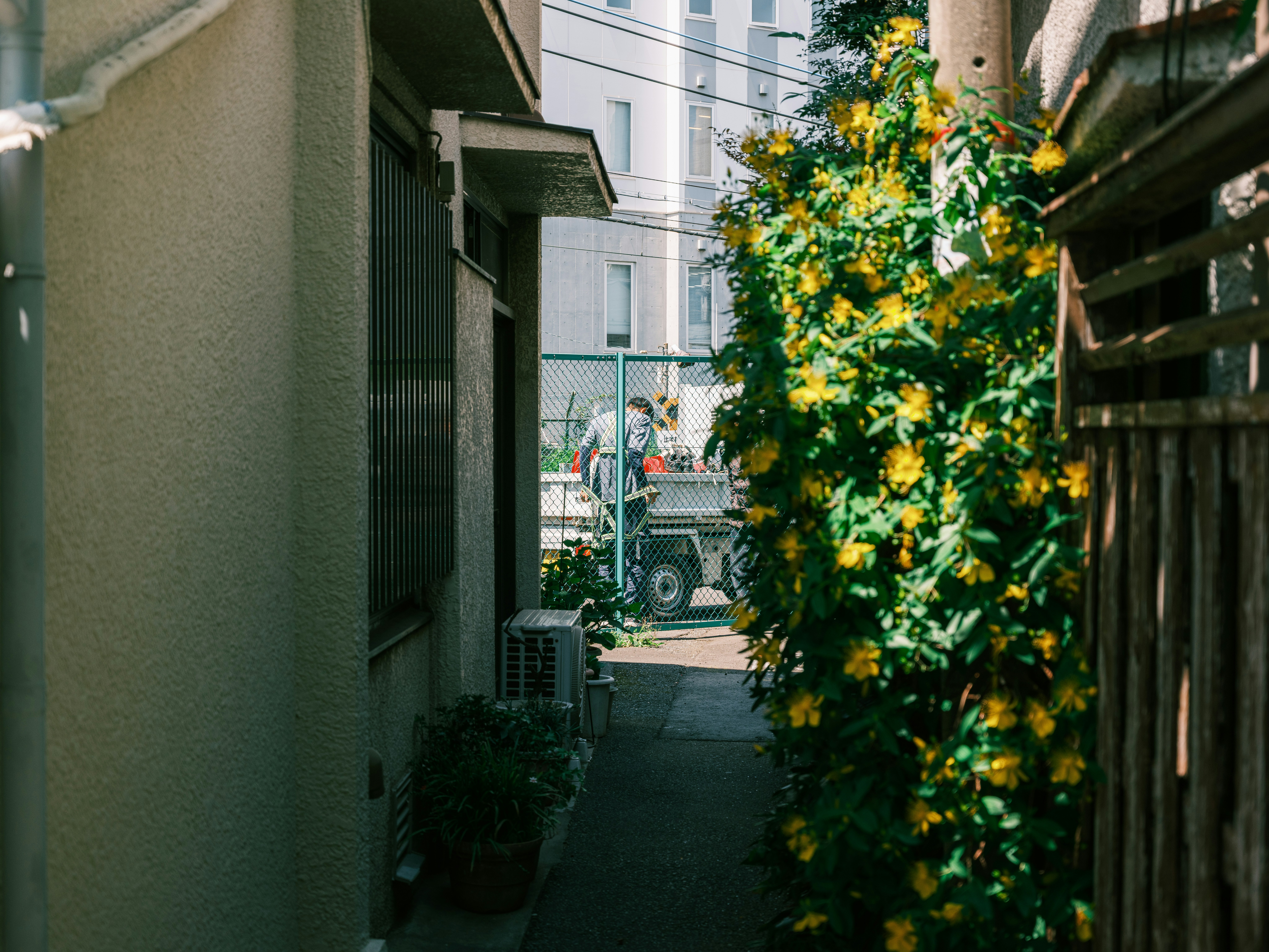 路地の壁際に並ぶ植木鉢と緑の枝が揺れる中庭のような通路