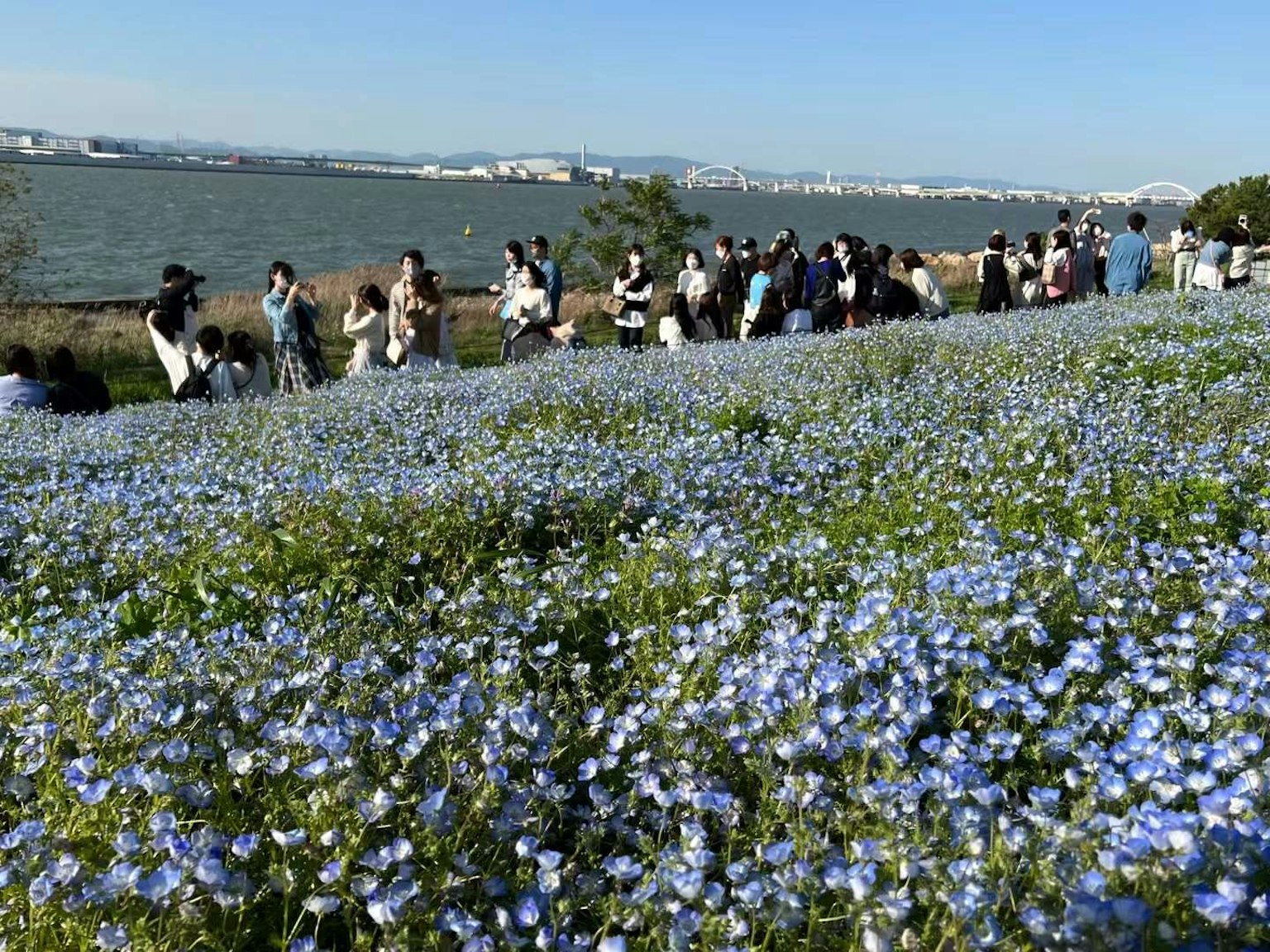 Des gens profitant d'une vue panoramique de fleurs bleues sur une colline