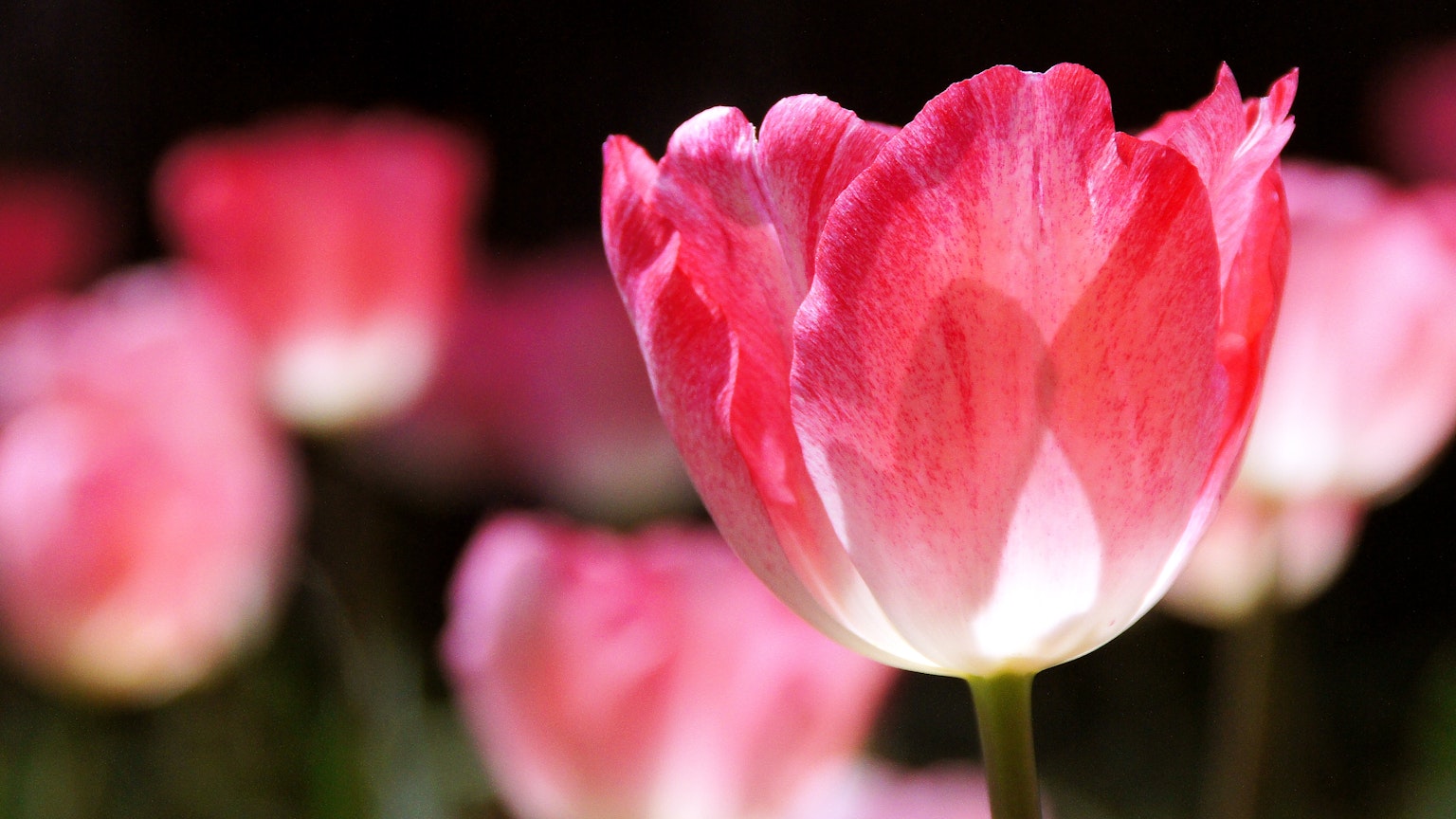 Pemandangan indah bunga tulip merah muda yang mekar