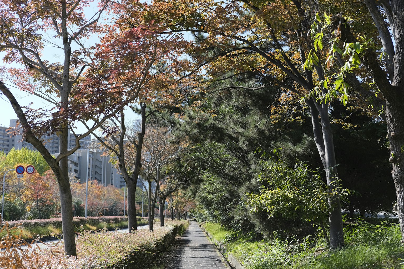 A tree-lined pathway in a park with colorful autumn foliage and lush greenery