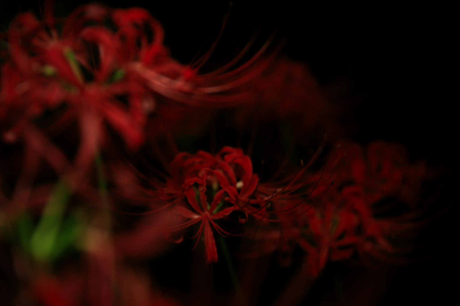 Bunga lily laba-laba merah mekar di latar belakang gelap