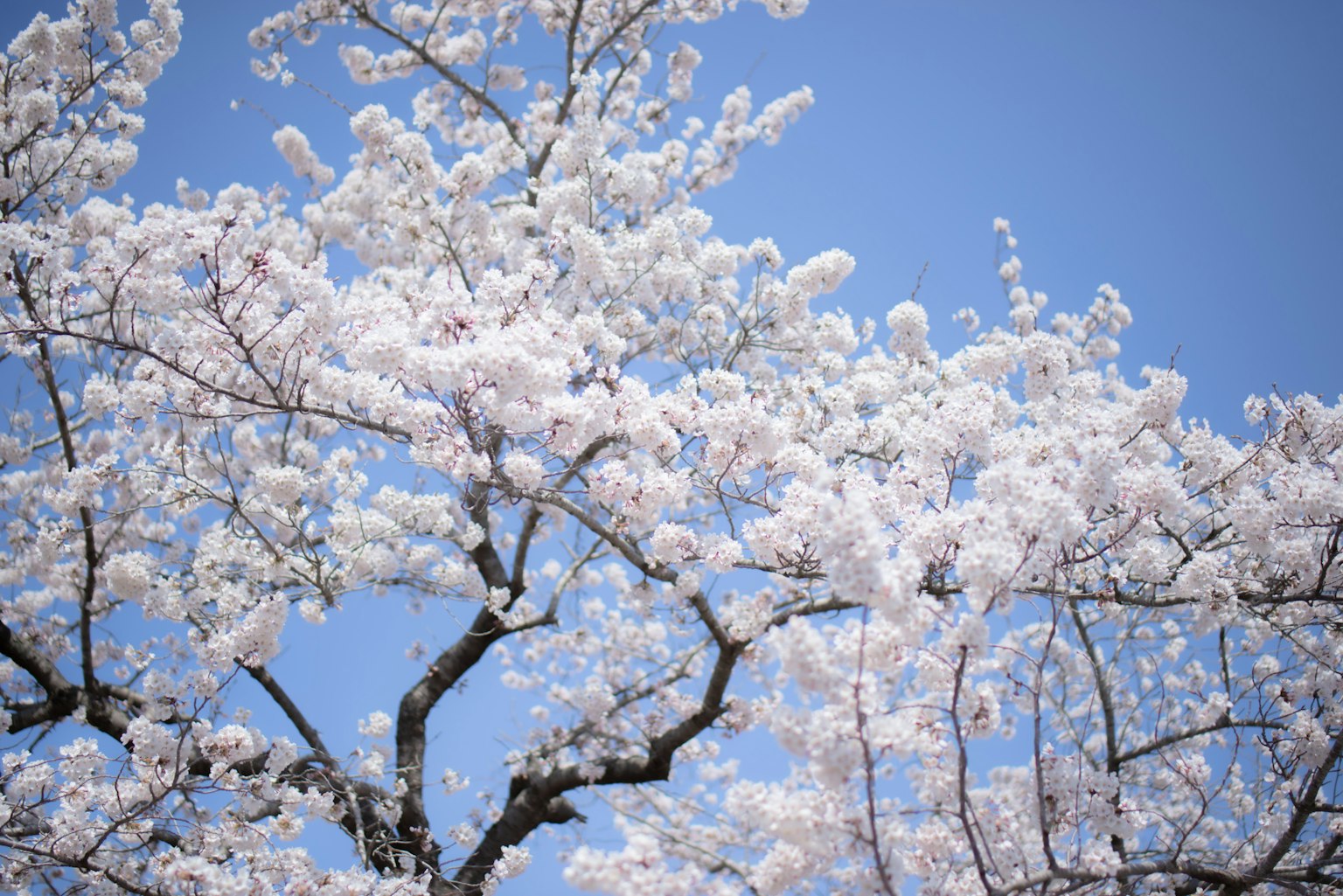 Pohon sakura mekar penuh di latar belakang langit biru