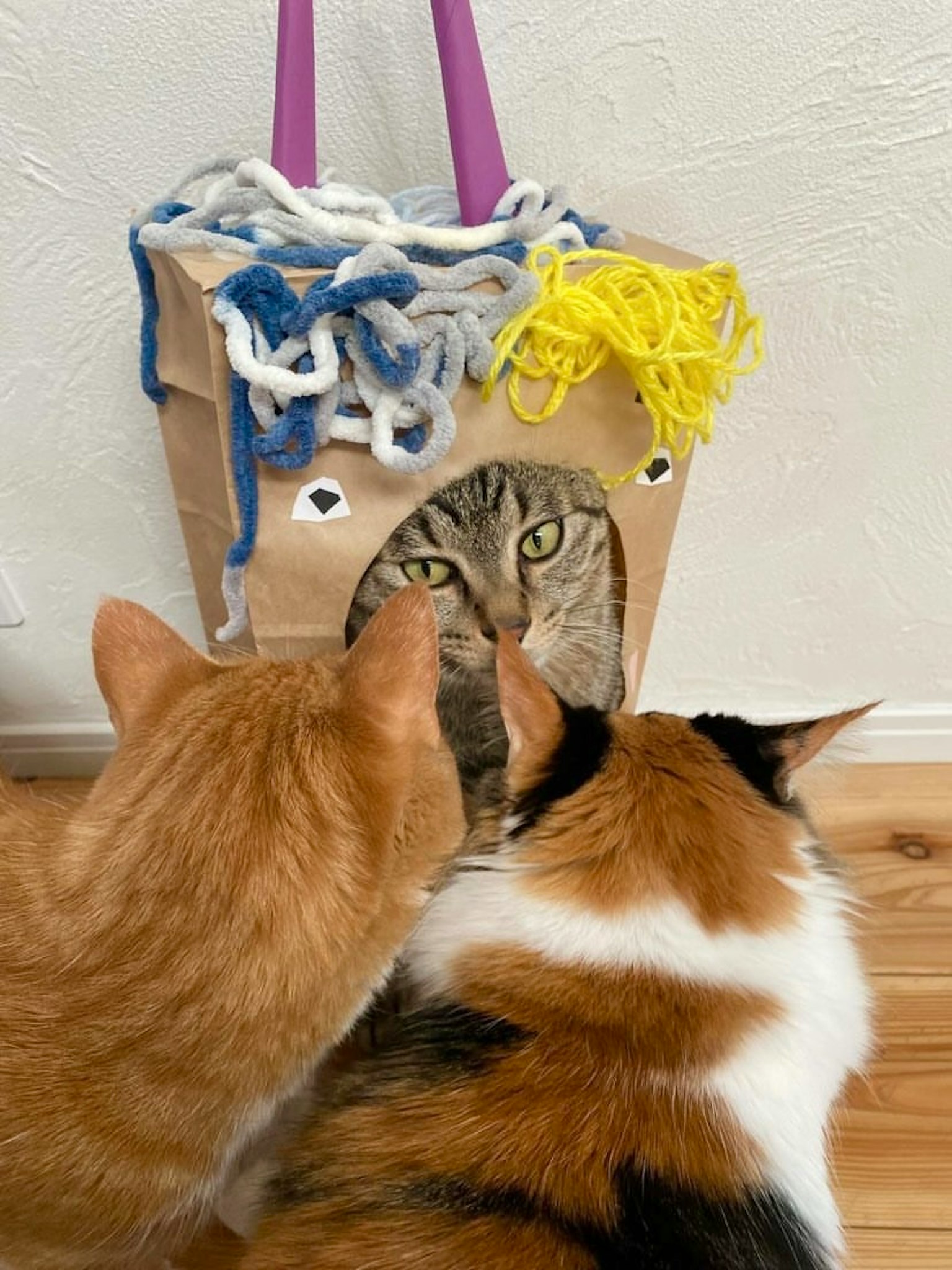 Gatti che sbirciano dentro una casa di cartone decorata con filato