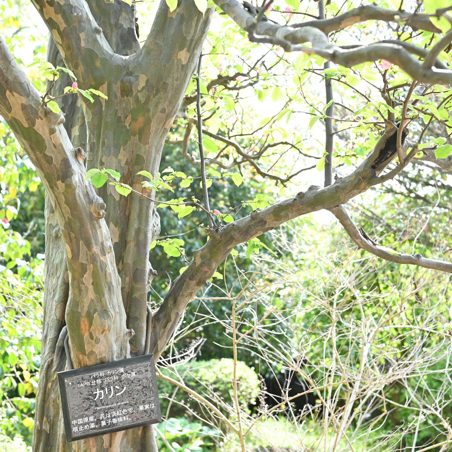 A unique Japanese quince tree with a plaque on its trunk