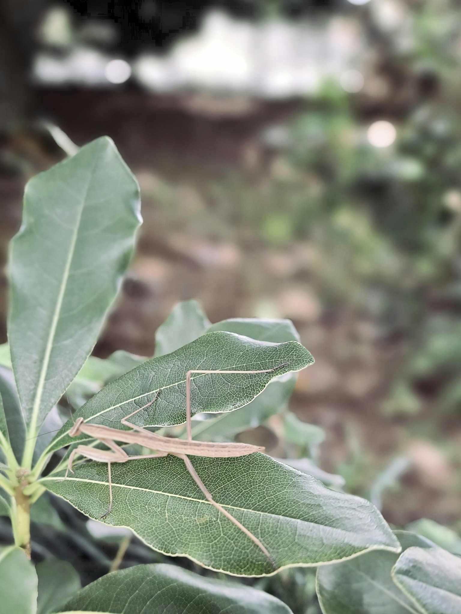 Insetto su una foglia con sfondo verde sfocato