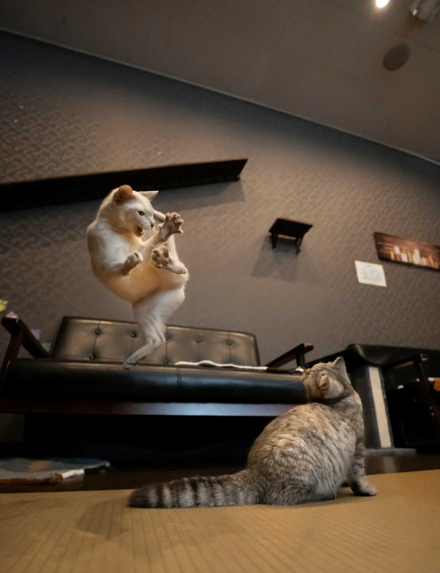 Adegan bermain kucing dan anjing Anjing melompat di sofa