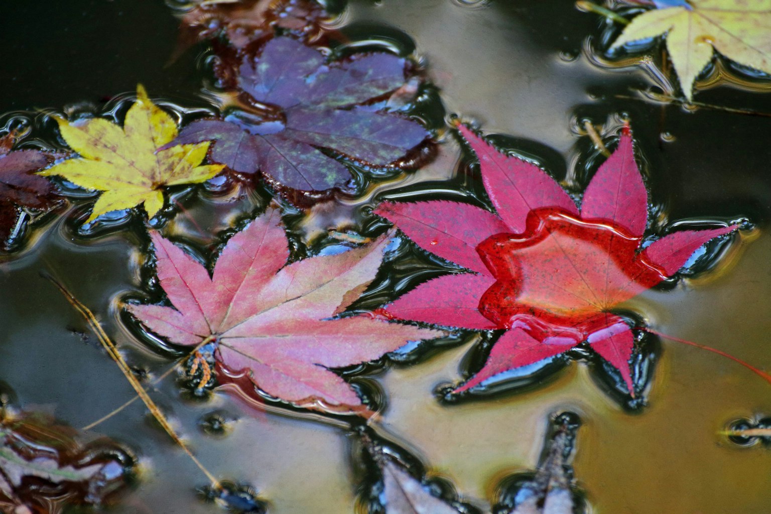 Colorful leaves floating on water creating a serene scene