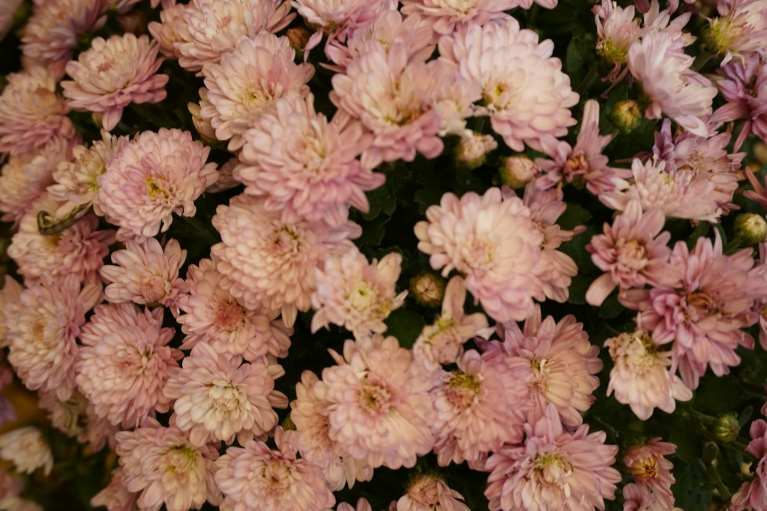 Un bellissimo bouquet di fiori rosa pallido densamente raggruppati