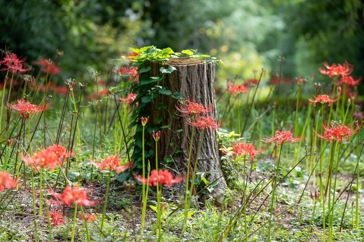 Pemandangan dengan bunga lily laba-laba merah di sekitar tunggul pohon