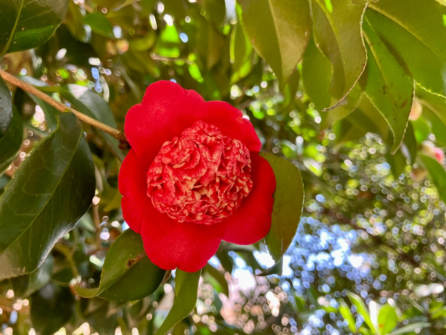 一朵生動的紅花，複雜的花瓣被郁郁蔥蔥的綠葉包圍
