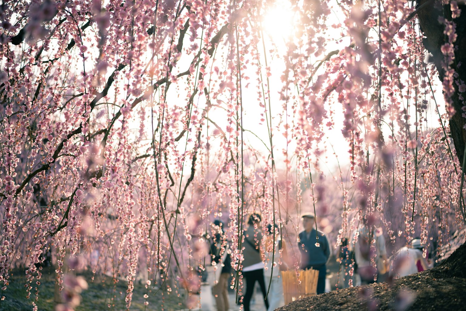 People enjoying under cherry blossom trees with soft light