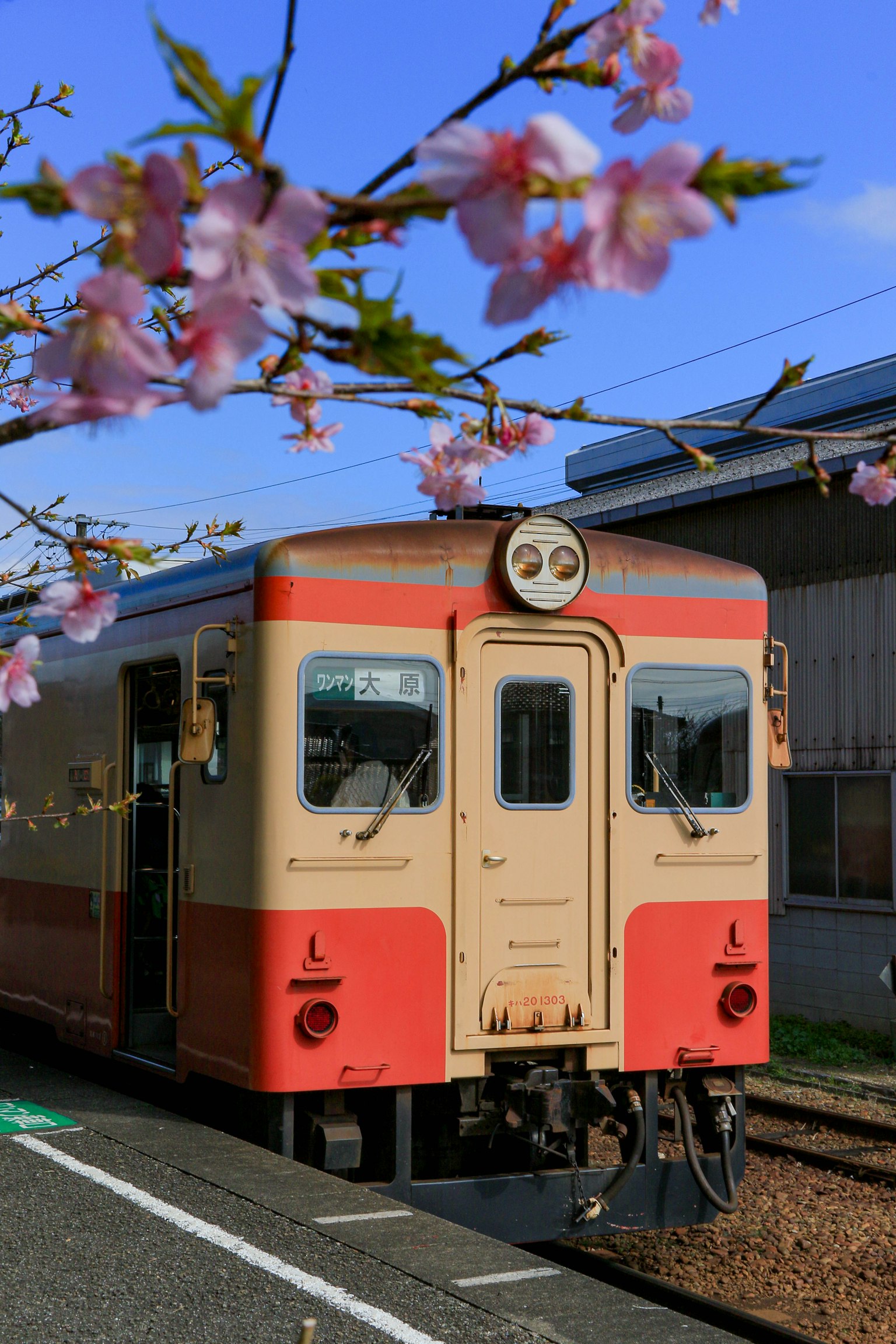Sebuah kereta retro berhenti di bawah bunga sakura yang mekar