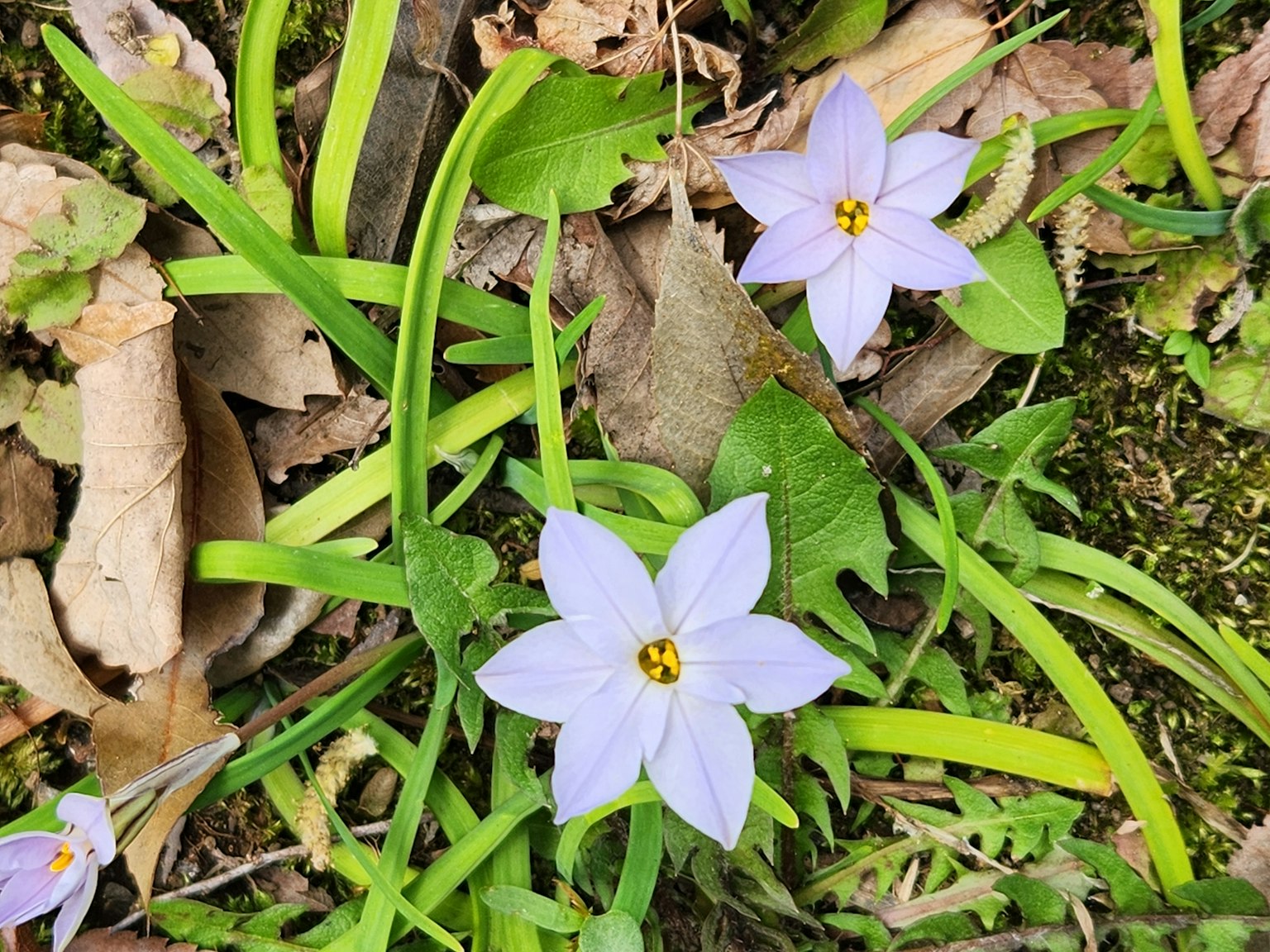 淺紫色的花在綠色葉子間綻放