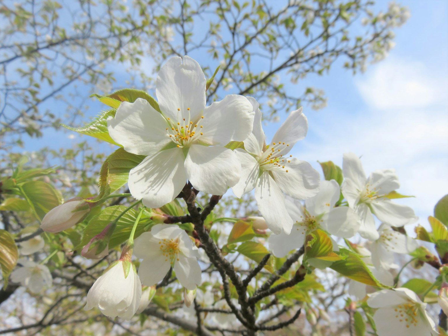 Superbes fleurs de cerisier blanches sur fond de ciel bleu