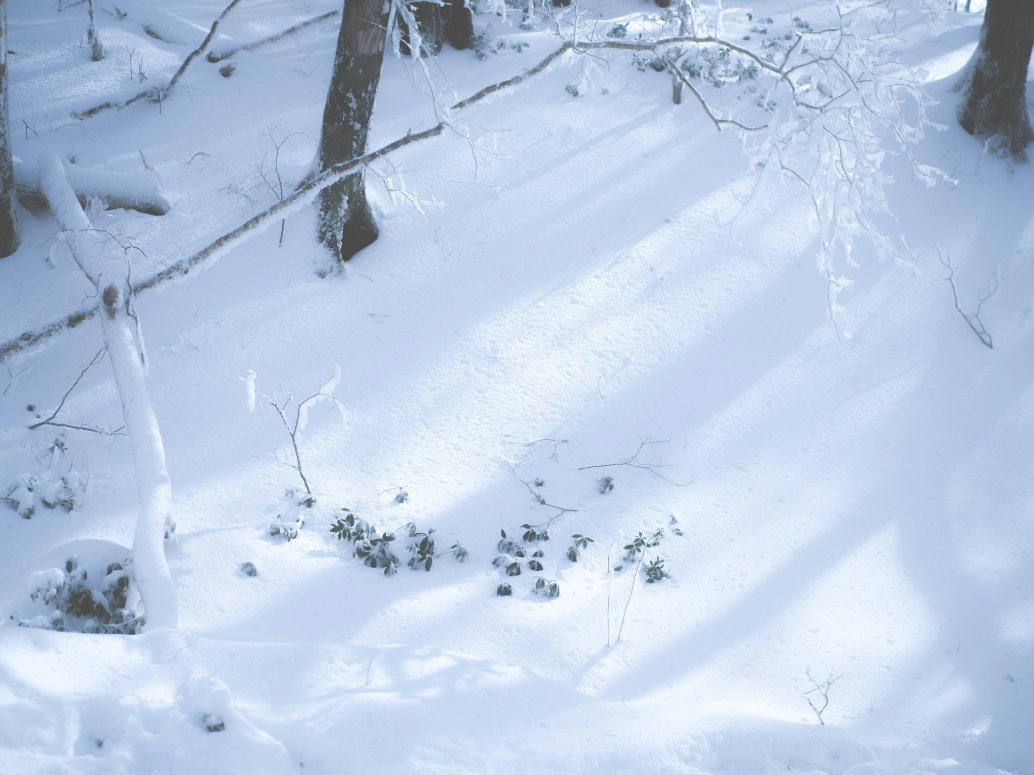 雪の森の小道に積もる雪景色