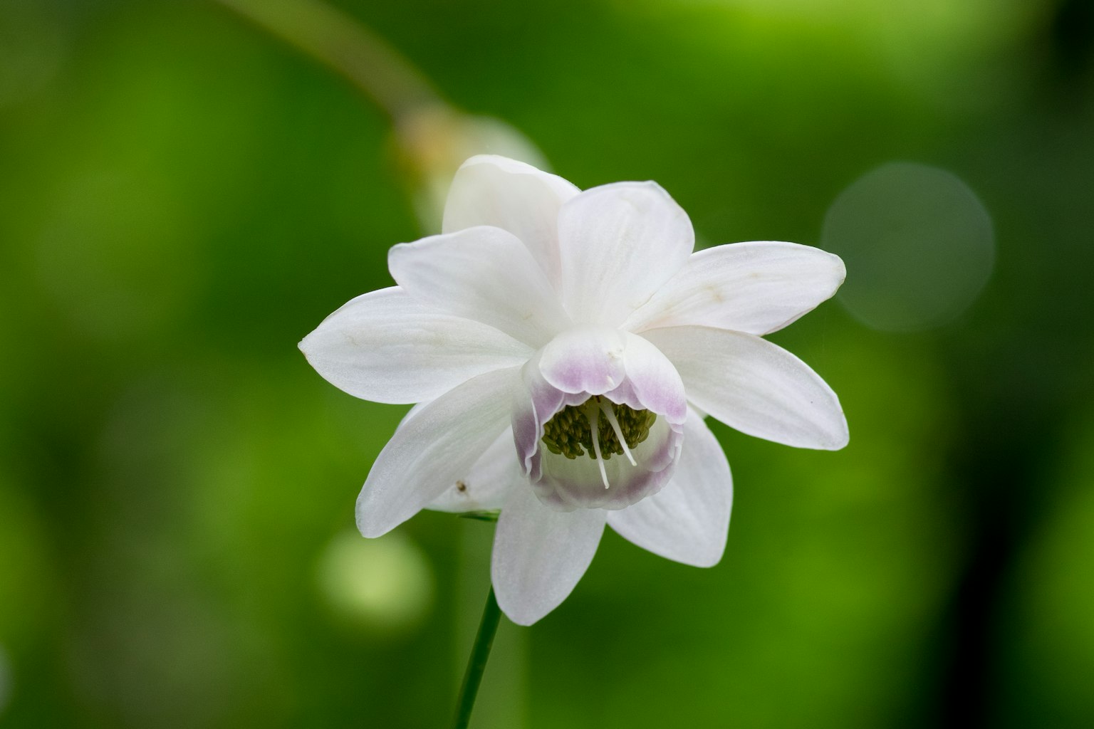 A white flower with a delicate structure set against a green background