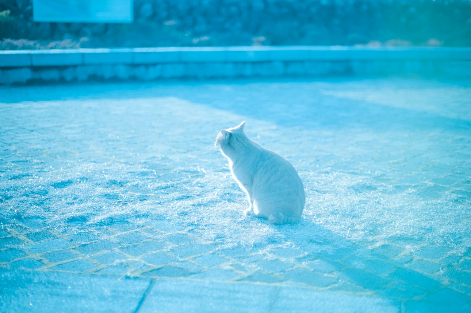Silhouette einer weißen Katze, die ruhig im blauen Licht sitzt