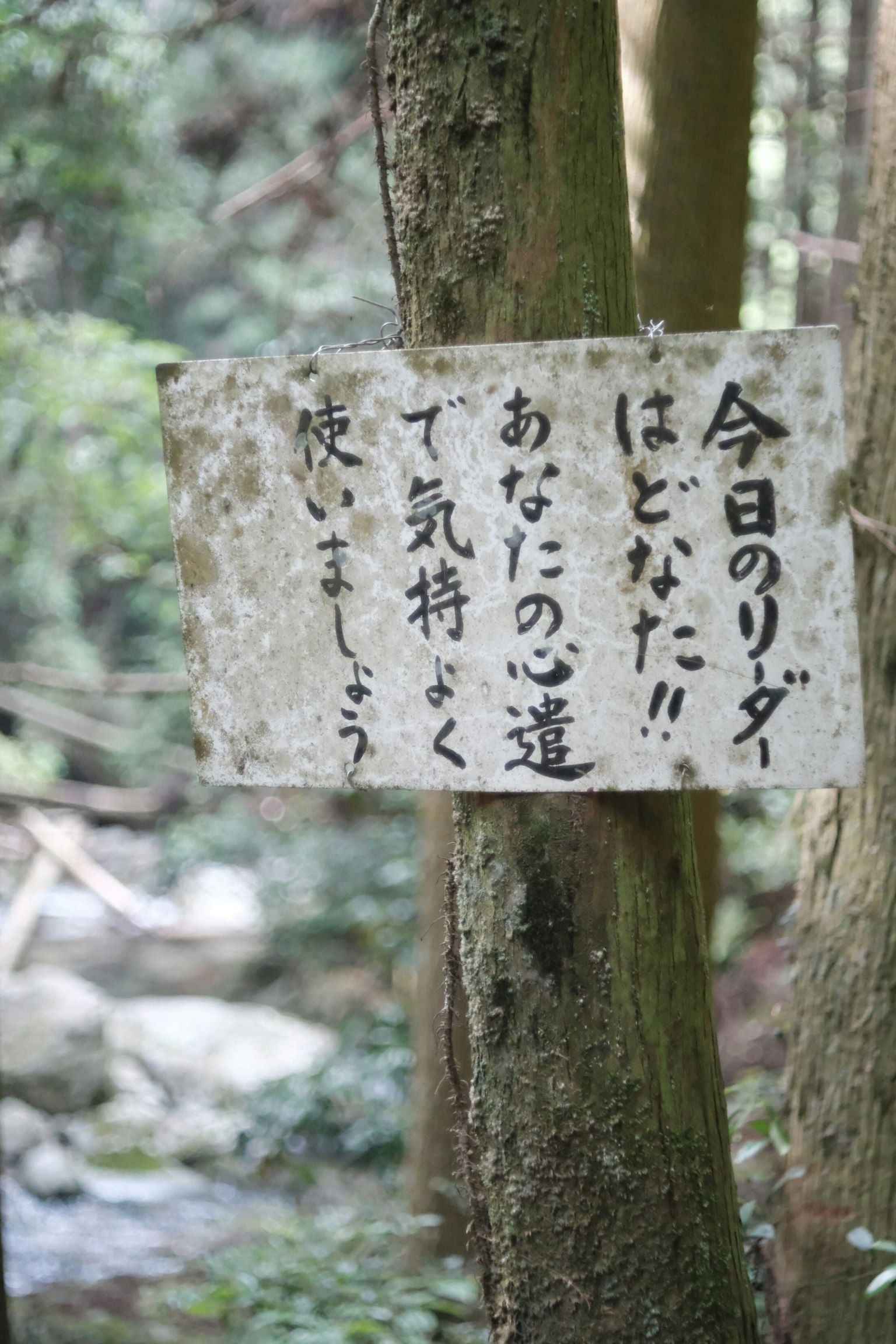 Ein japanisches Schild, das an einem Baum in einem Wald angebracht ist und eine Botschaft über die Natur vermittelt
