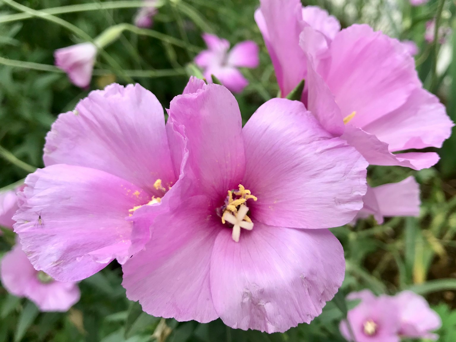 特写的淡粉色花朵盛开