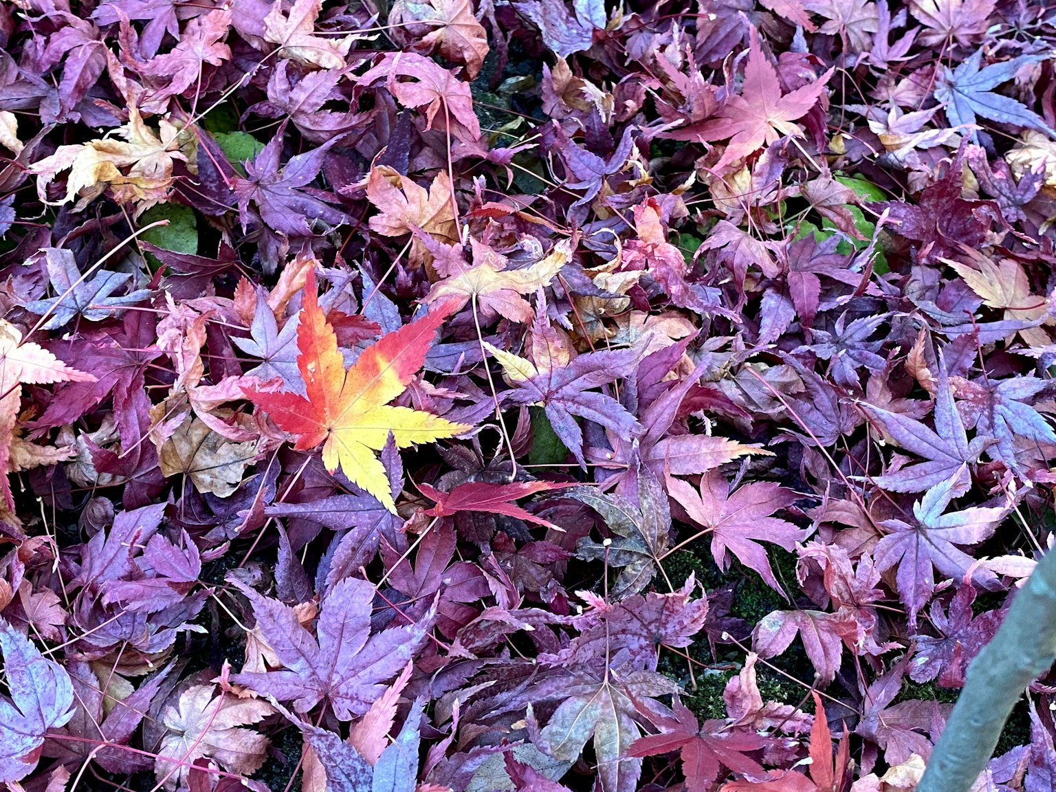 紫色葉子中有一片黃色和紅色的葉子