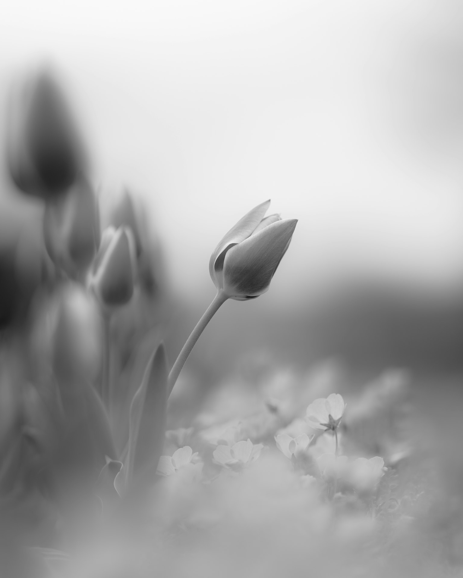 Hoa tulip đen trắng với độ nét mềm mại trên các bông hoa xung quanh