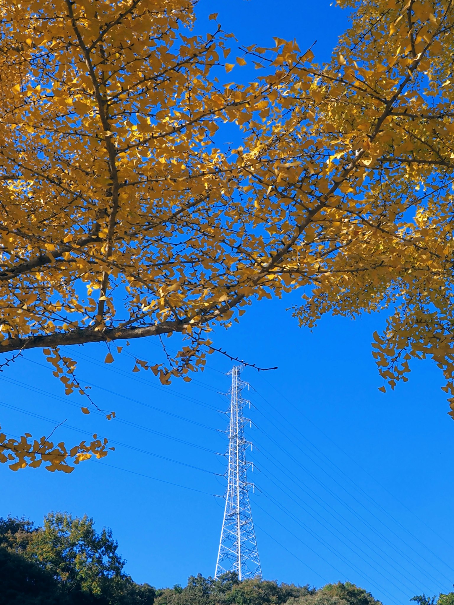 Yellow leaves on branches with a transmission tower against a blue sky