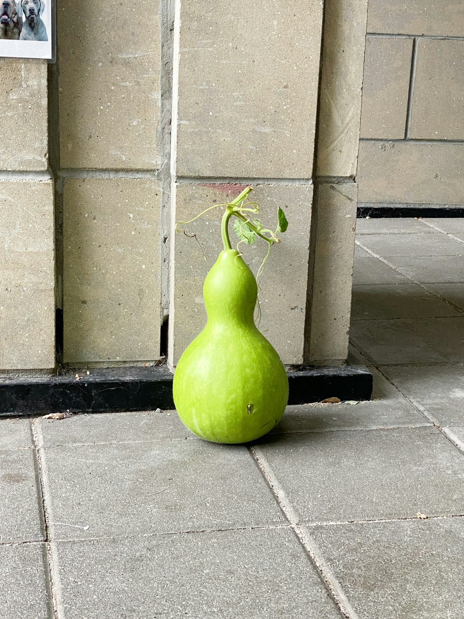 靠近建築柱子的綠色葫蘆