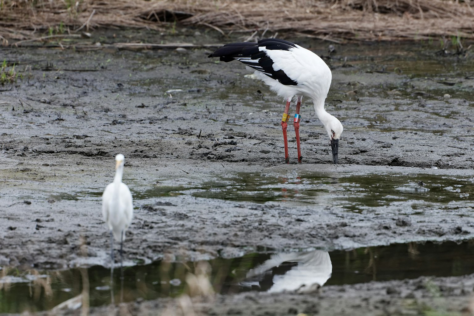 A white stork foraging at the water's edge with a reflection in the shallow water