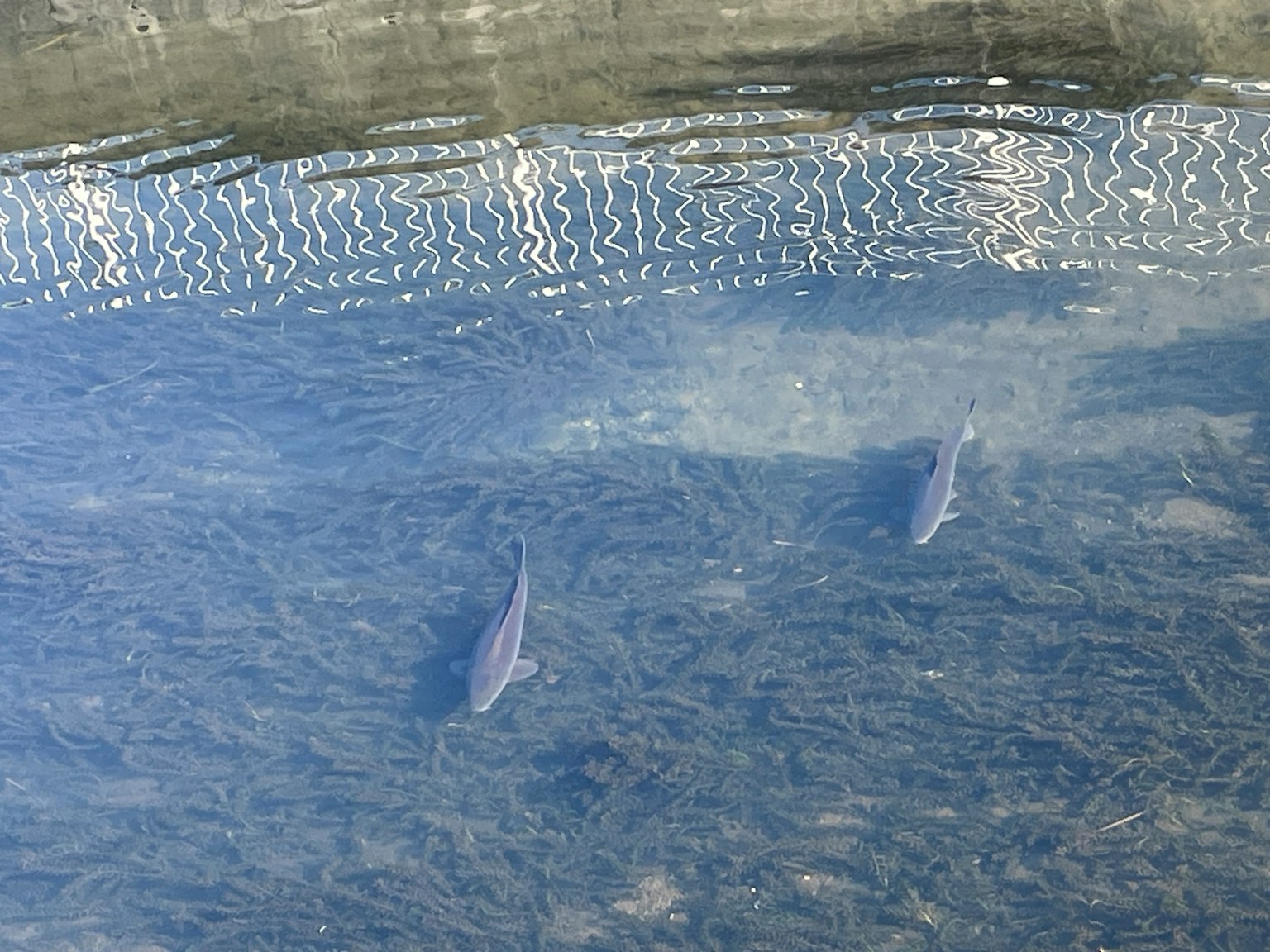Scène naturelle montrant des poissons sous l'eau avec des reflets ondulants à la surface