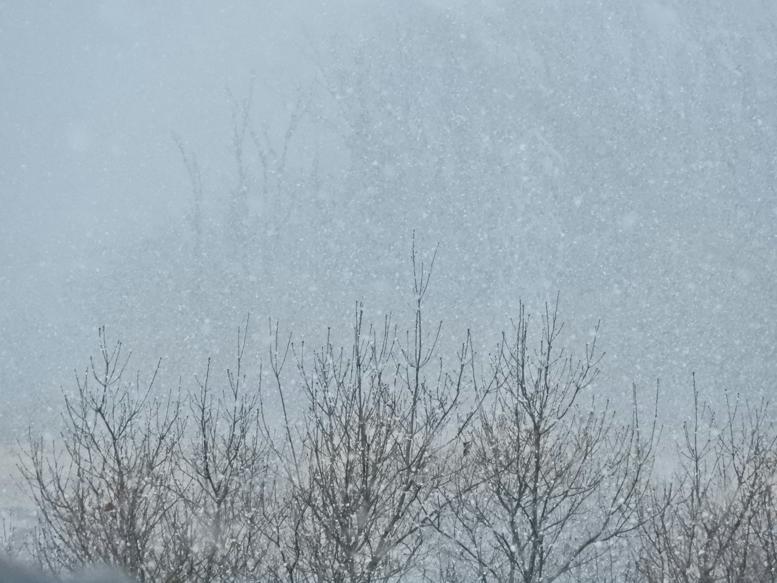 Silhouette von Bäumen, die mit fallendem Schnee bedeckt sind