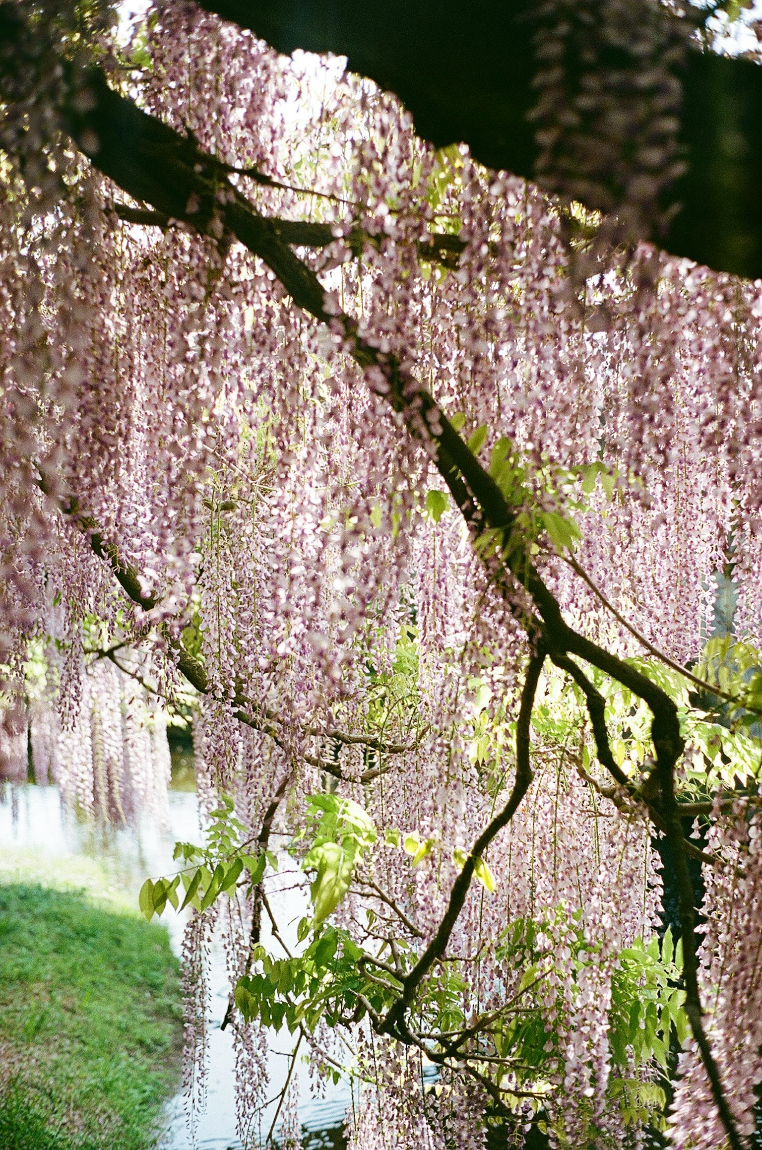 Magnifiques fleurs de glycine suspendues en teintes violettes