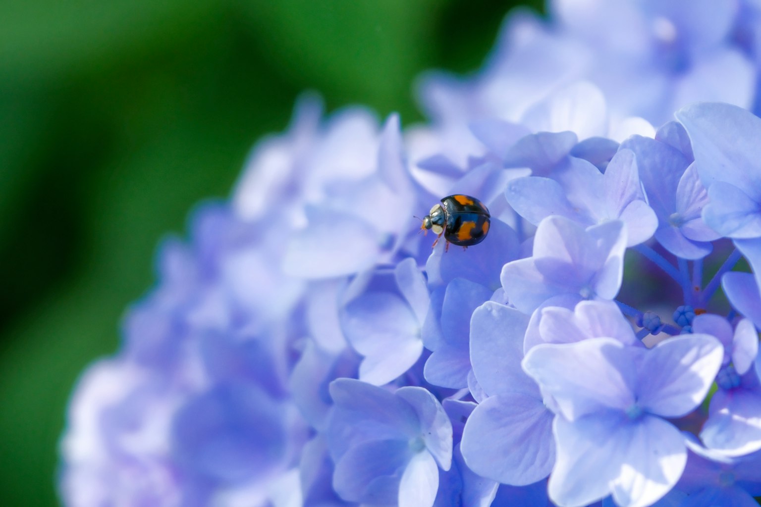 Nahaufnahme eines Marienkäfers auf blauen Hortensienblüten