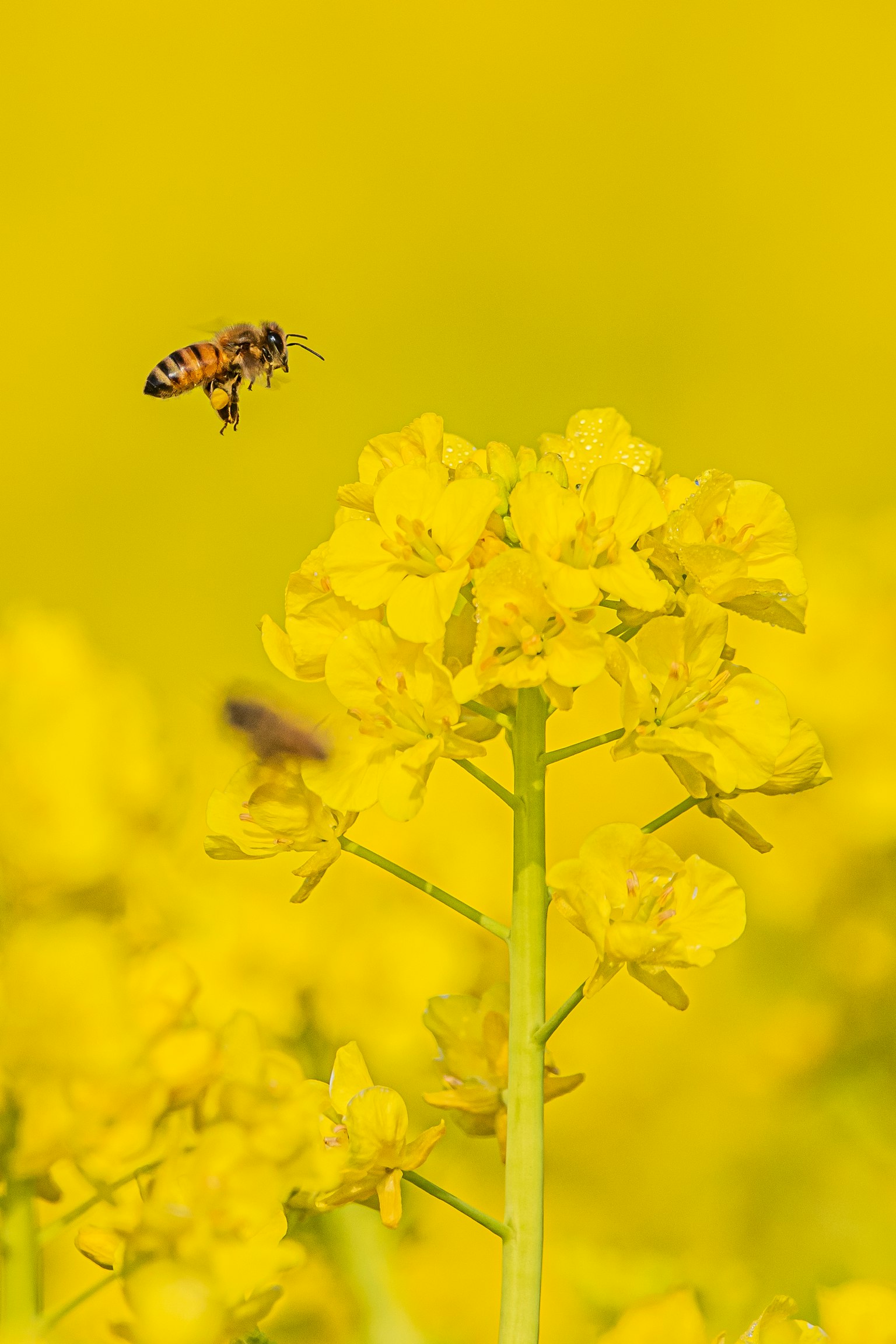 Primo piano di fiori gialli con un'ape che vola sopra