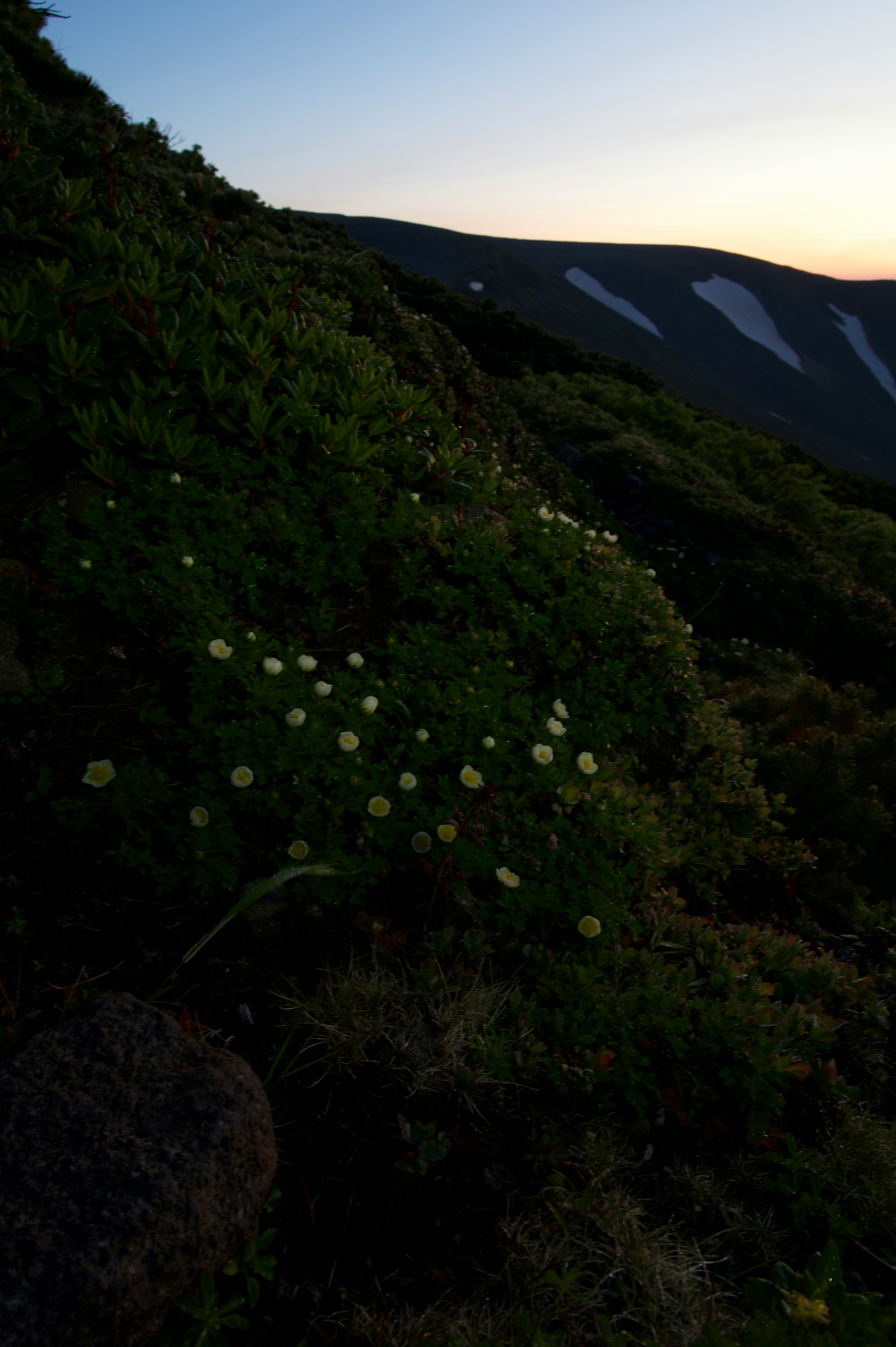 夕暮れの山並みと緑の斜面に広がる草花の群生