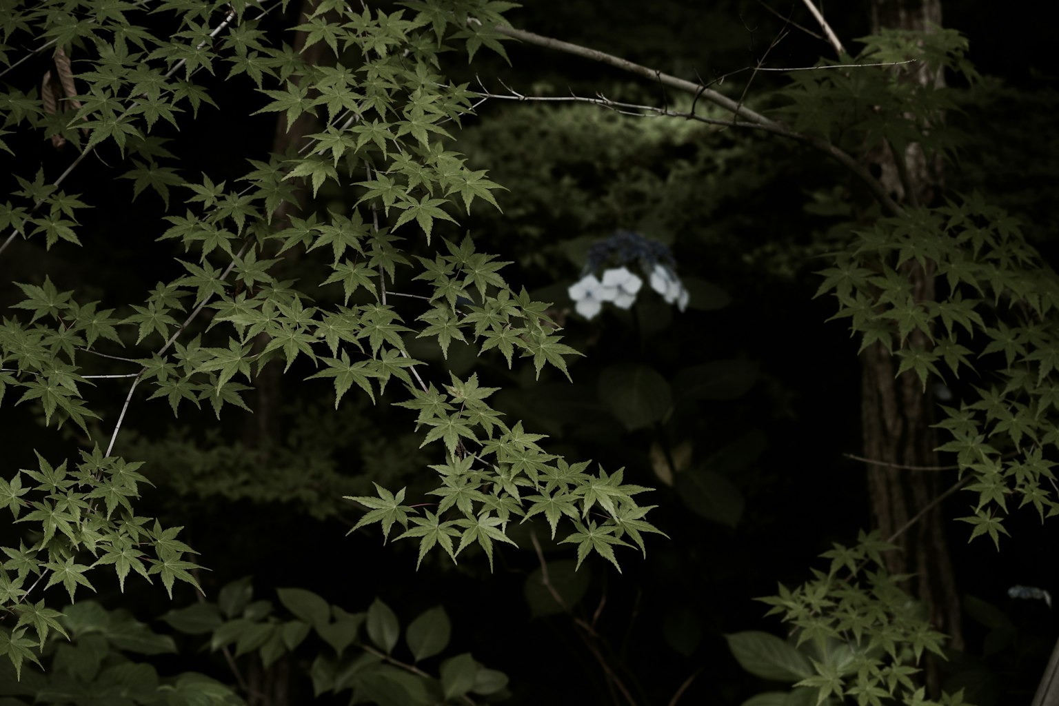 Hojas de arce verdes con flores blancas sobre un fondo oscuro