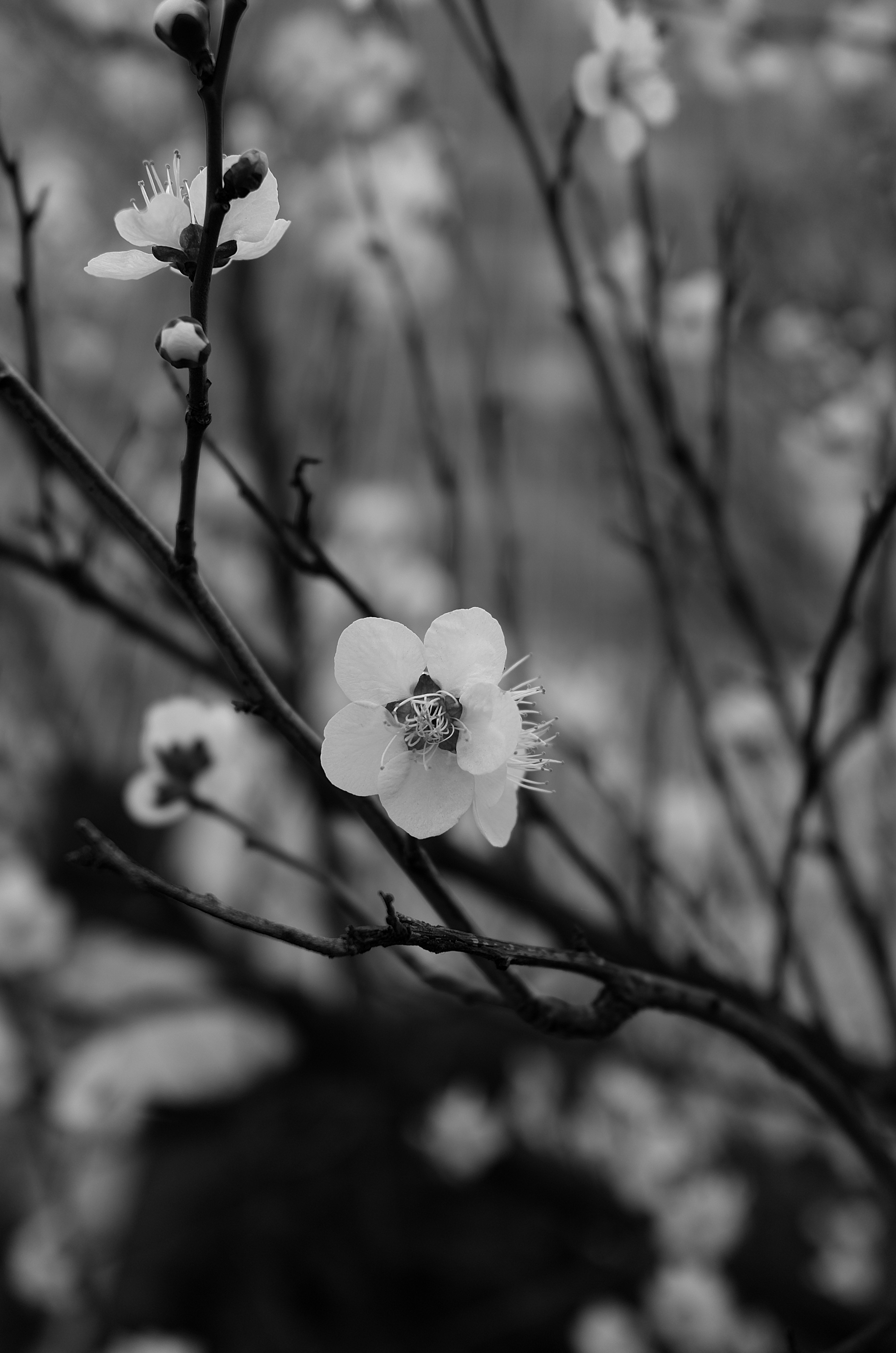 枝に咲く白い花のモノクロームの春の花