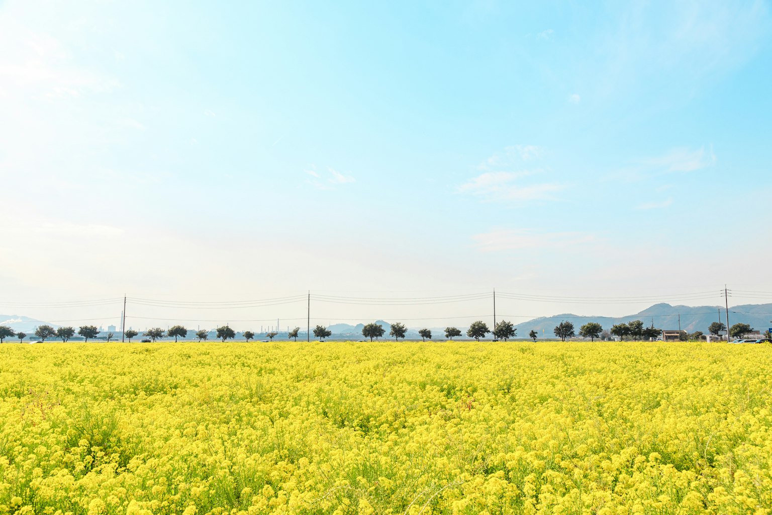 Vasto campo di fiori di colza gialli sotto un cielo blu