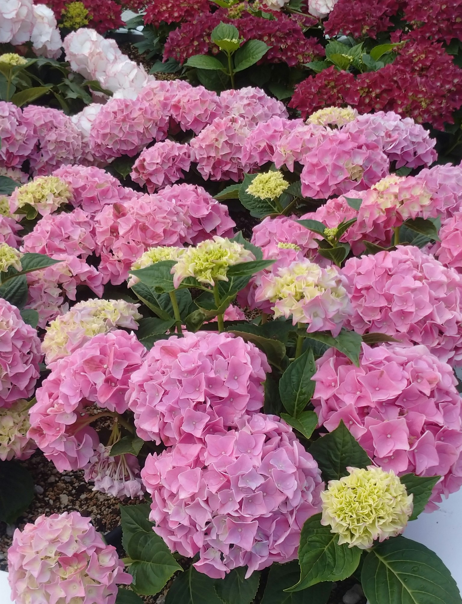 Colorful hydrangea flowers in full bloom