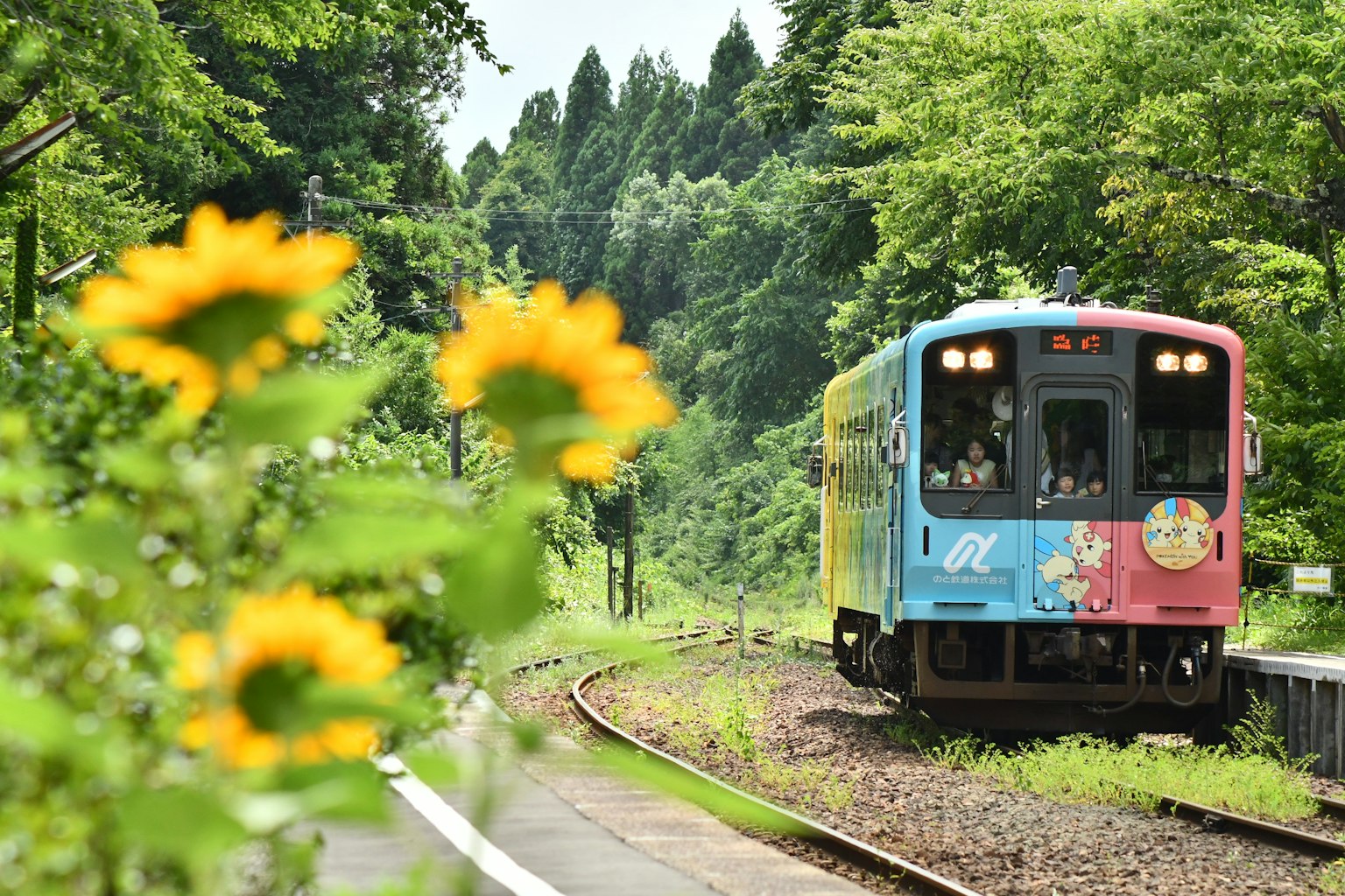 Colorful train traveling through a green landscape with sunflowers