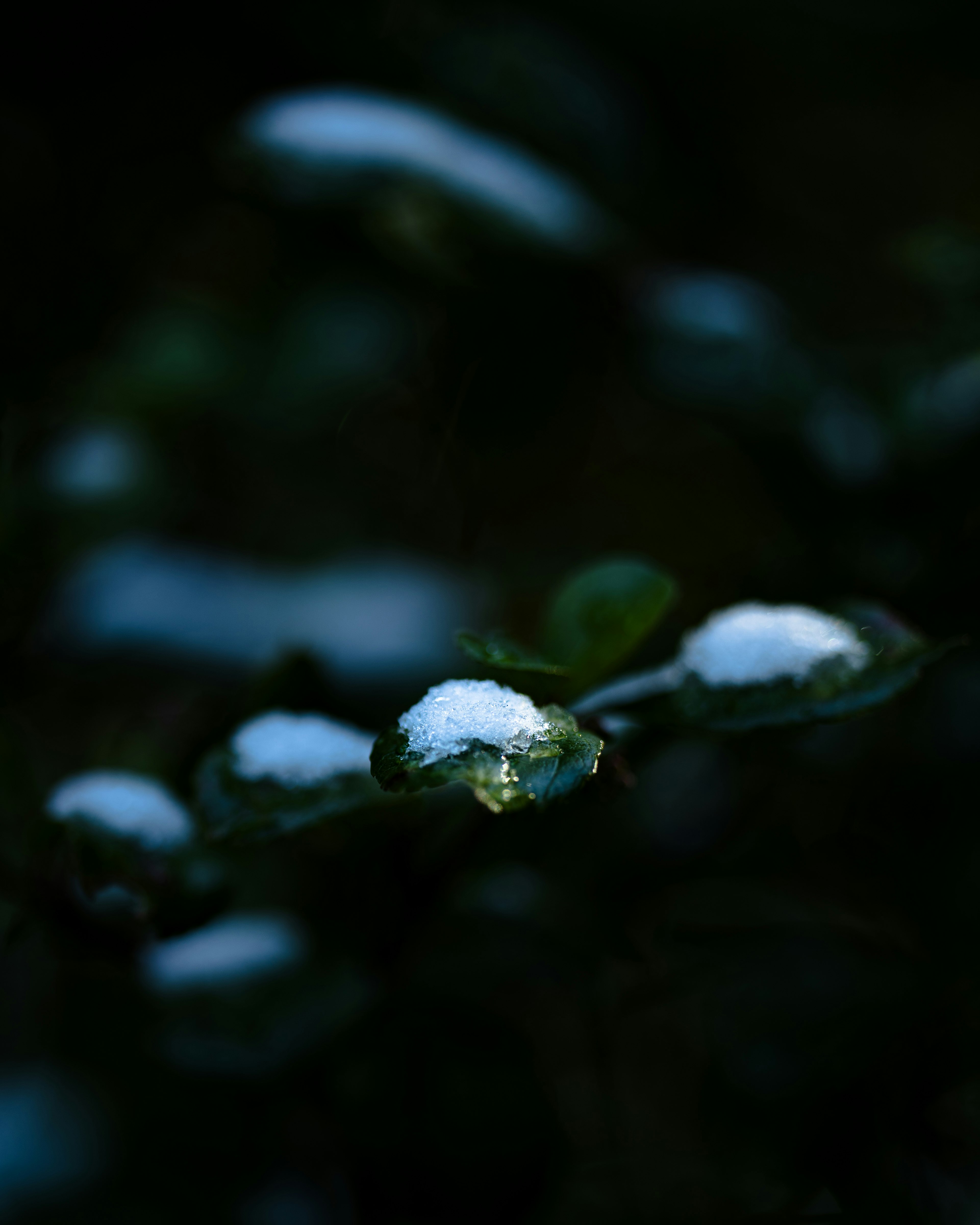 京都府立植物園の雪解けの苔と小さな雪の粒