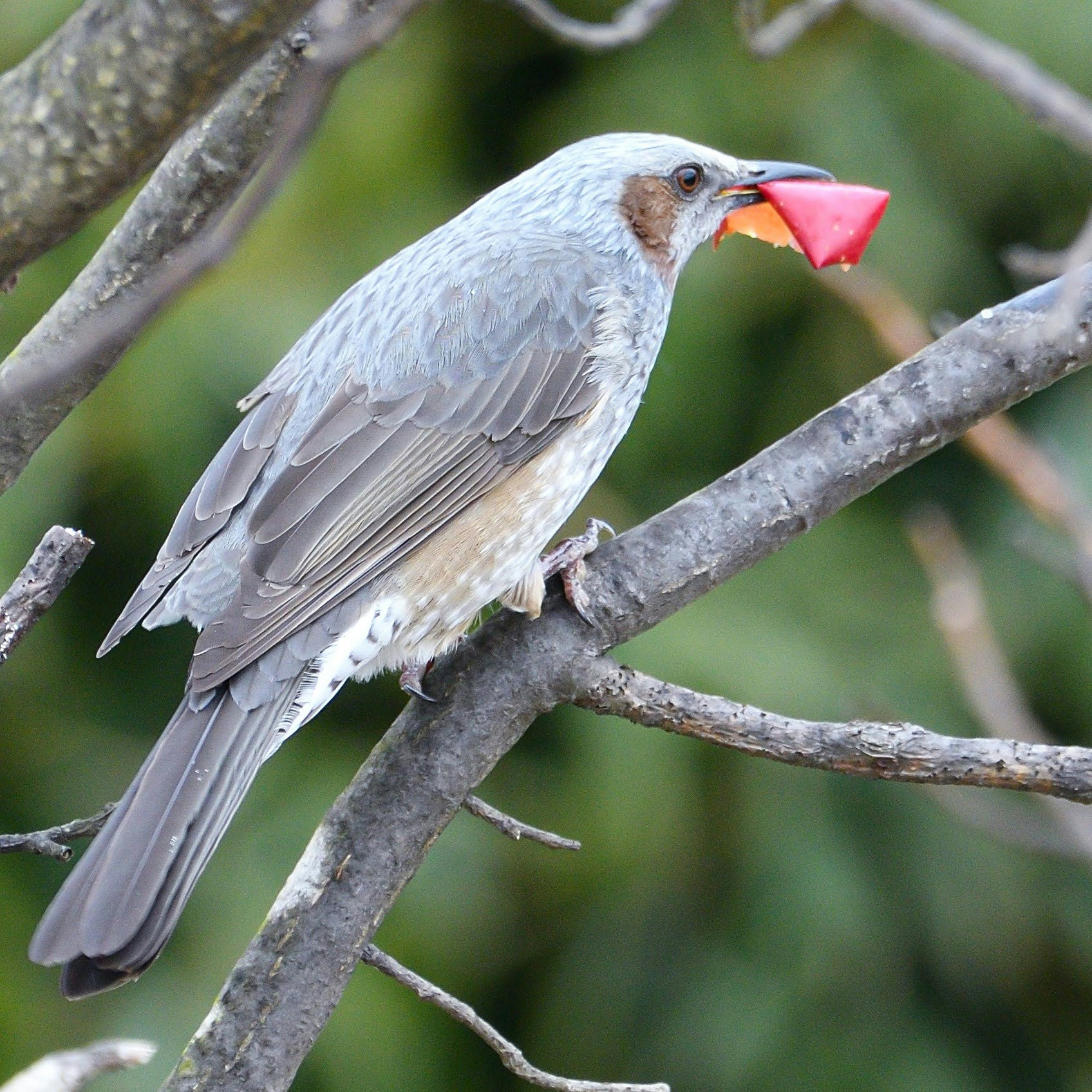 枝にとまる鳥が赤い実をくわえている自然の一瞬