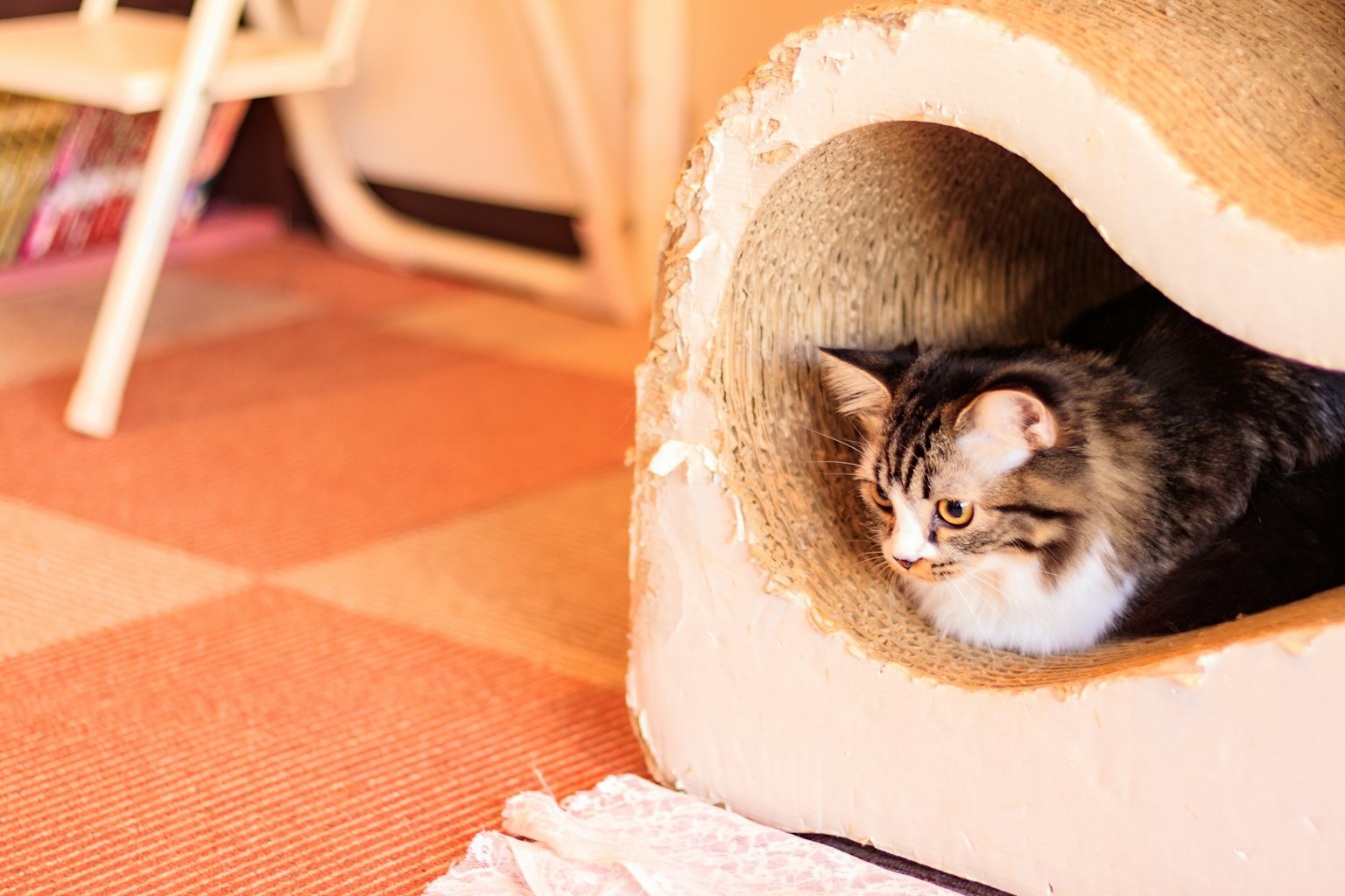 Eine Katze ruht sich in einem gemütlichen Katzenhaus aus