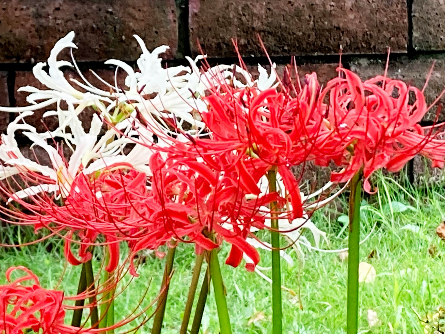 紅色和白色的蜘蛛百合盛開的群組