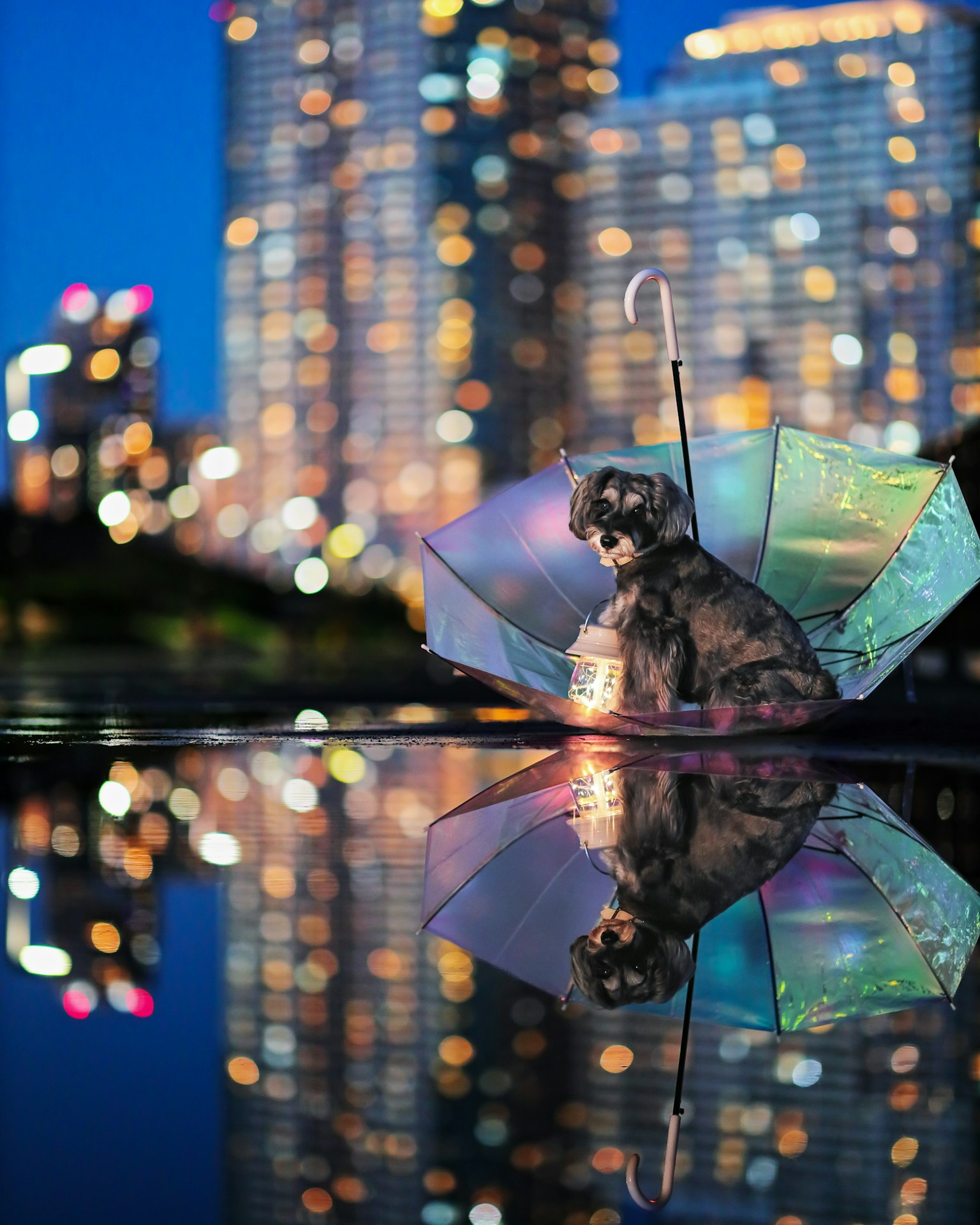 Gato sentado bajo un paraguas con el reflejo de la ciudad por la noche