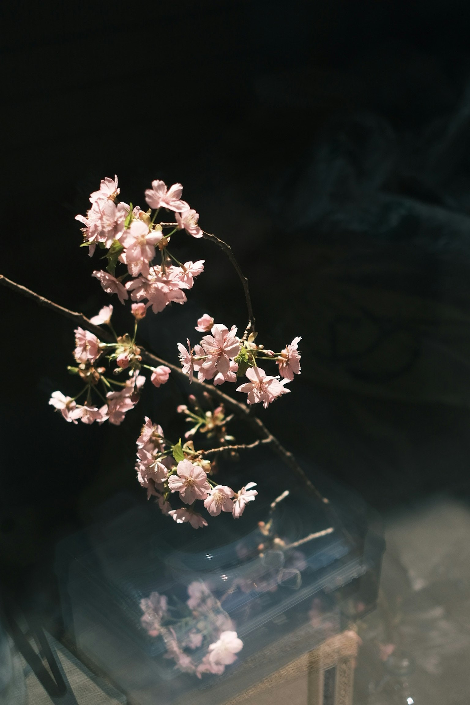 一根带有浅粉色花朵的枝条在黑暗背景中突出