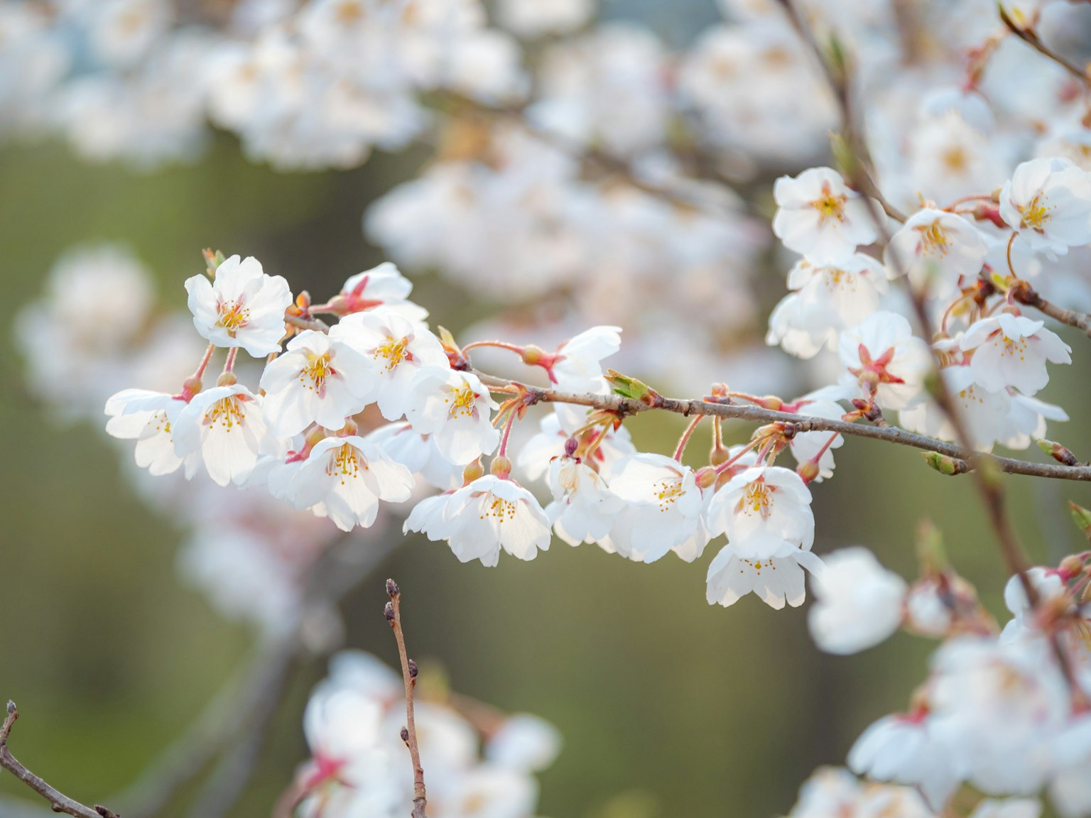 Nahaufnahme von Kirschblütenzweigen mit weißen Blütenblättern und rosa Zentren