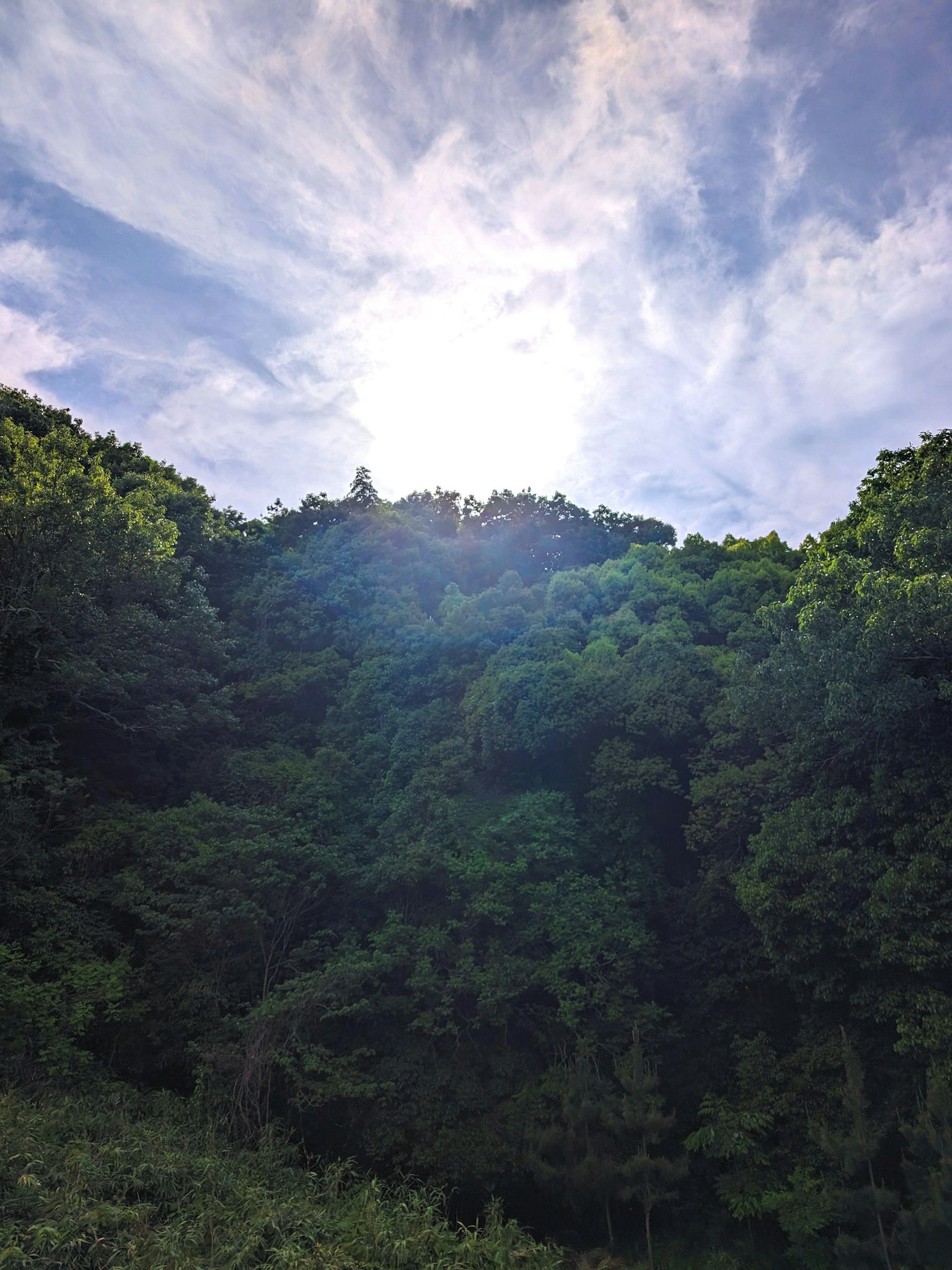 Foresta verde lussureggiante sotto un sole luminoso con cielo blu