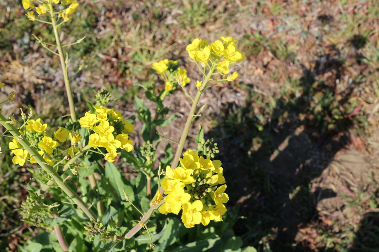 Primo piano di una pianta con fiori gialli brillanti